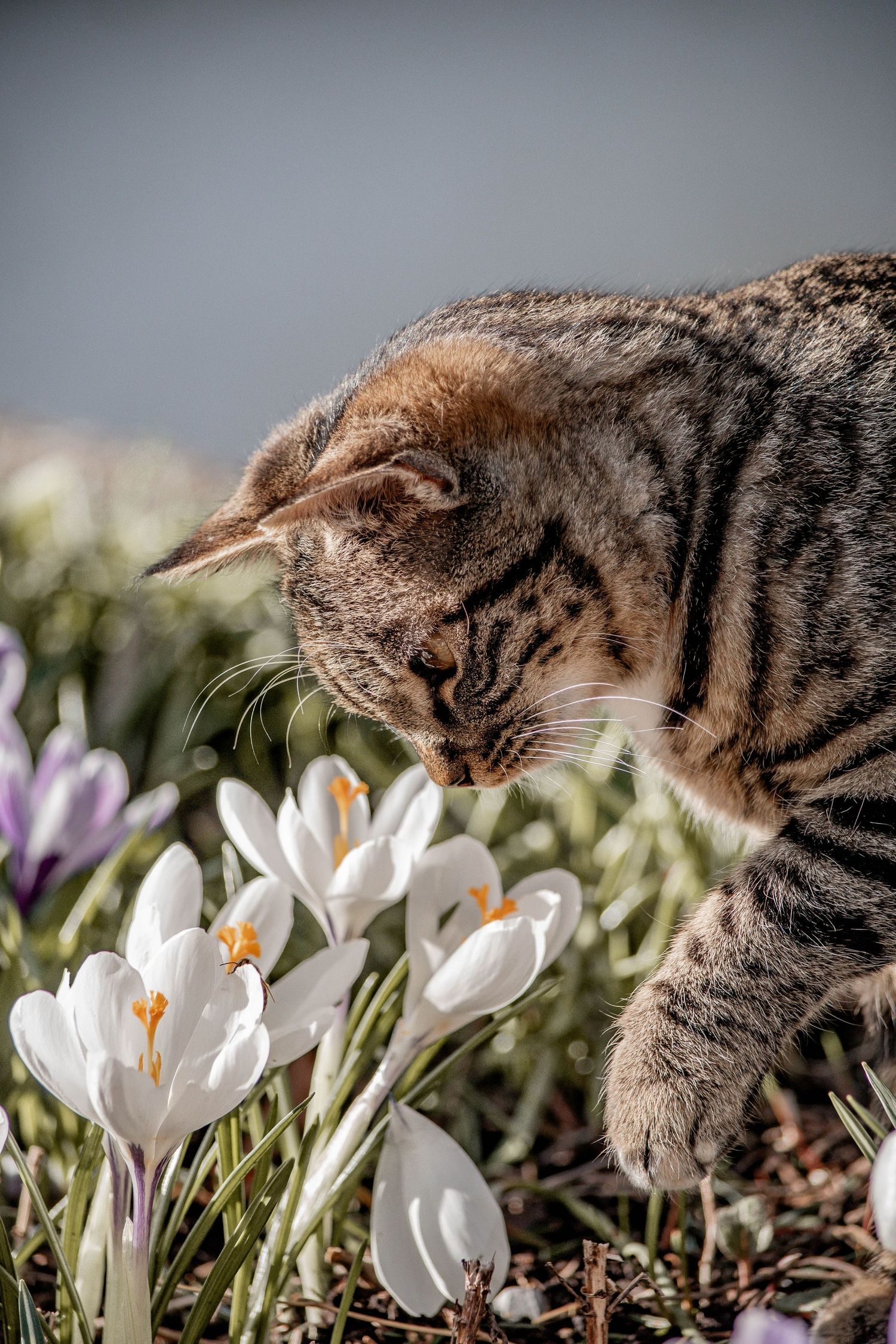 Katze, Krokuss, Krokus, Frühling, Natur, Tierfotografie, Tiere, Natur, Bauer, Landwirtschaft, Schweizerbauer, Katzenliebe, Katzenfoto