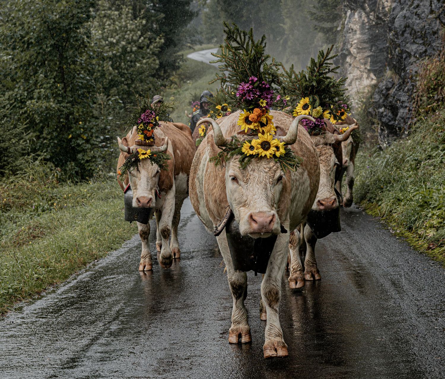 Alpabzug, Alpazufzug, Simmentaler Kühe, Kuh, Brauchtum, Tradition, Geschmückte Kuh, Hirte, Sennen, Edelweisshemd, herbst, Schweizer Bauer