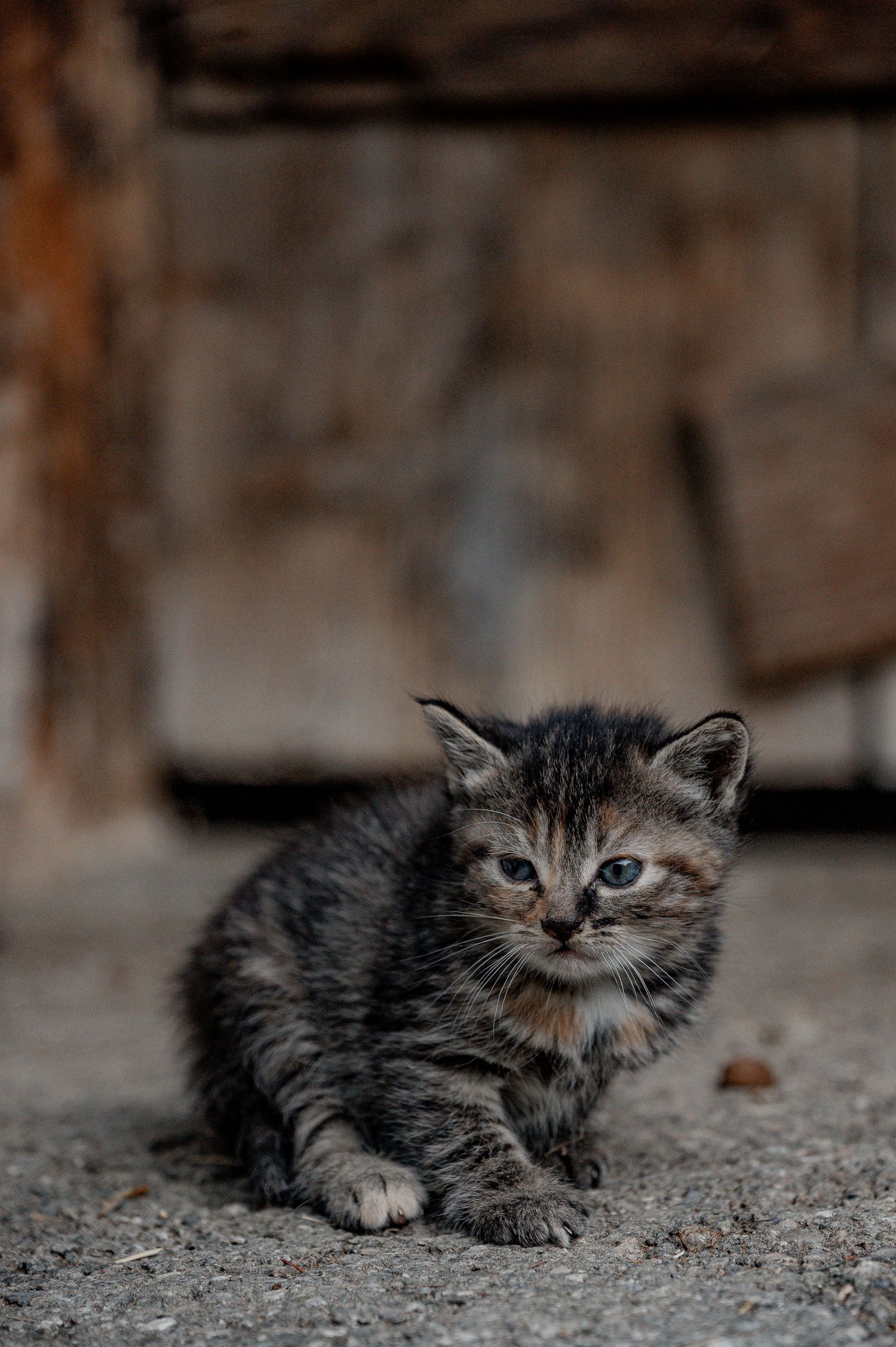 Katze, Katzenliebe, Krokus, Frühling, Natur, Tierfotografie, Tiere, Natur, Bauer, Landwirtschaft, Schweizerbauer, Katzenliebe, Katzenfoto