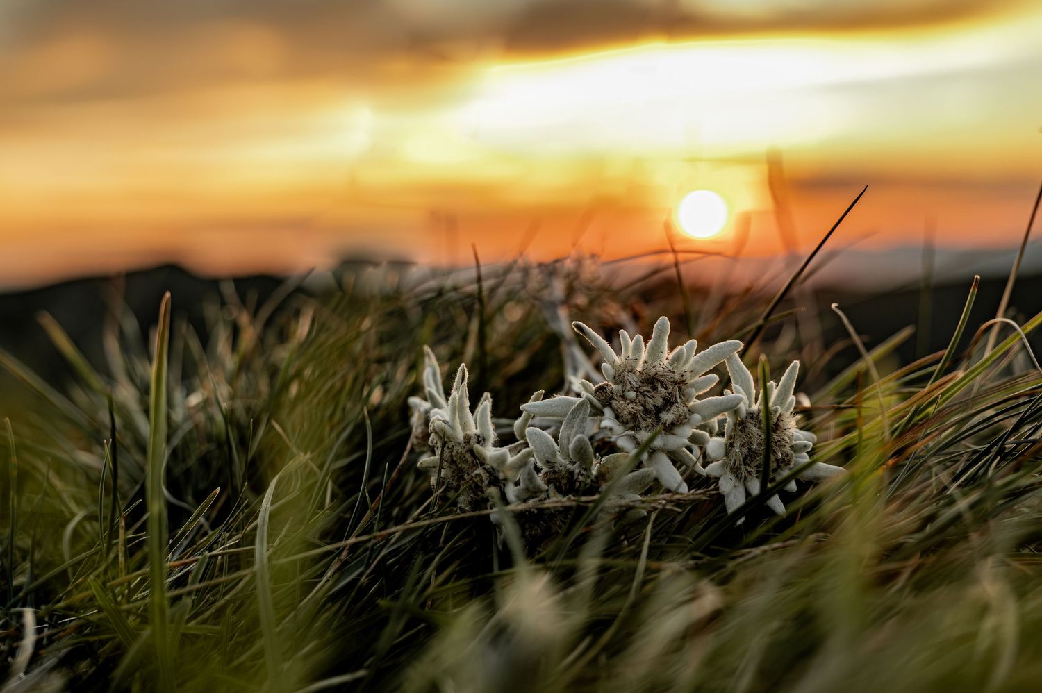 Edelweiss, Jaun, Blumen, Berge, Wandern, Sonnenuntergang, Urchig, Brauchtum, Abendstimmung, Fochsen, Sonne, Natur, Bergwelt, Sonnenaufgang