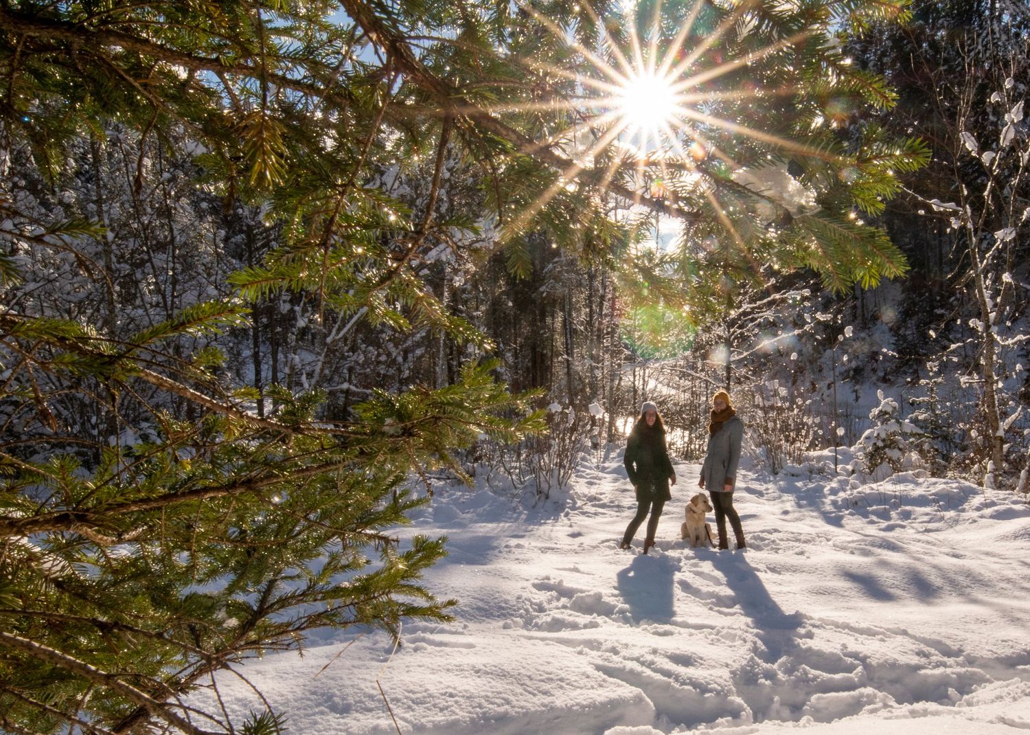 Portrait, Schnee, Hund, Natur, Schneeflocken, Winter, Winterwunderland, Sonne, Geschwister