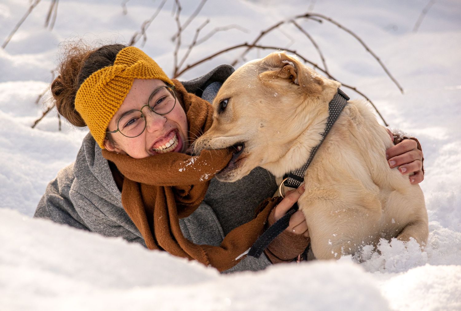 Portrait, Schnee, Hund, Natur, Schneeflocken, Winter, Winterwunderland,