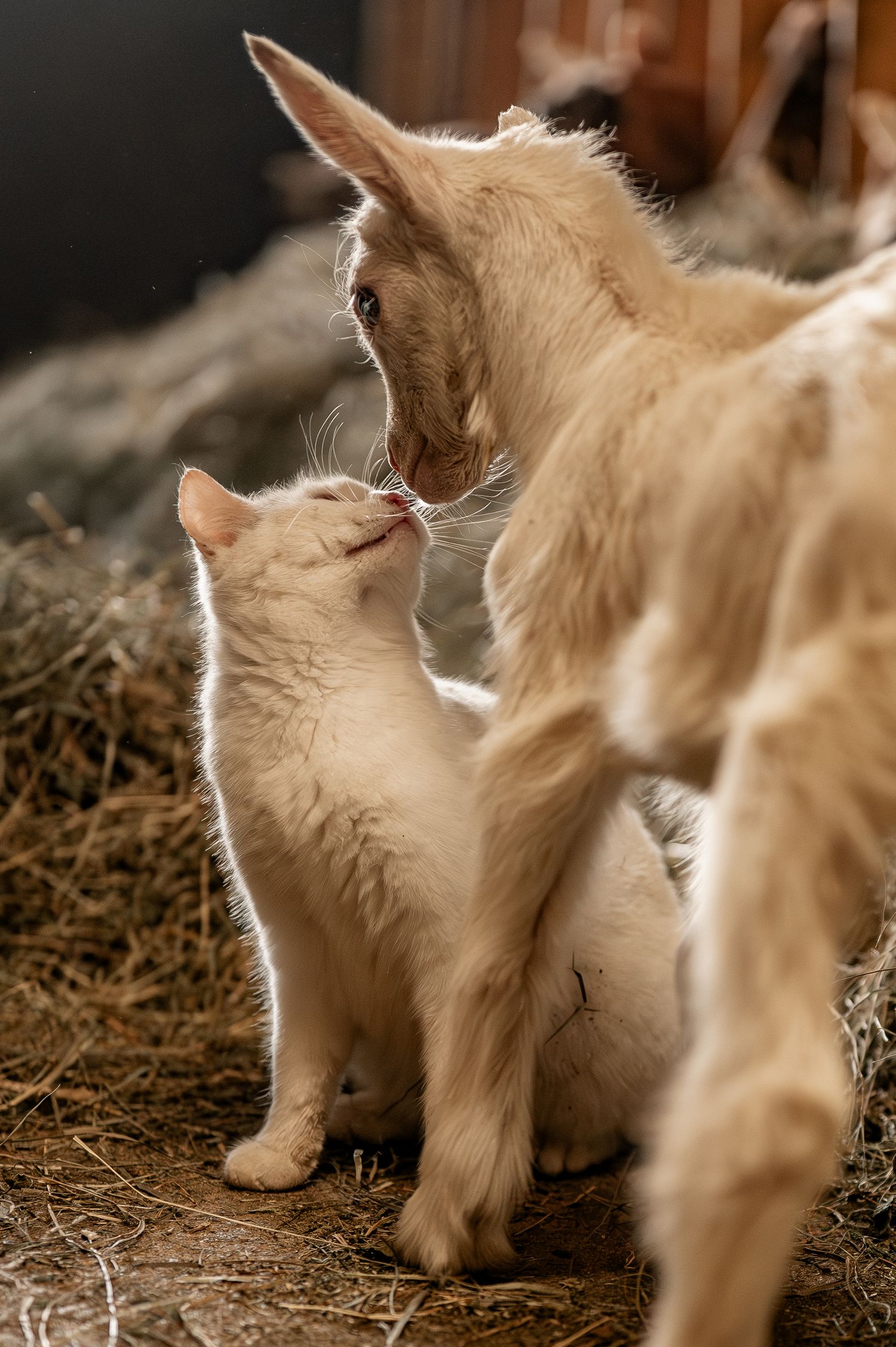 Ziege, Natur, Bauern, Stall, Gitzi, kleine Ziege, Fotografie, Ziegenliebe, Katze, Heu