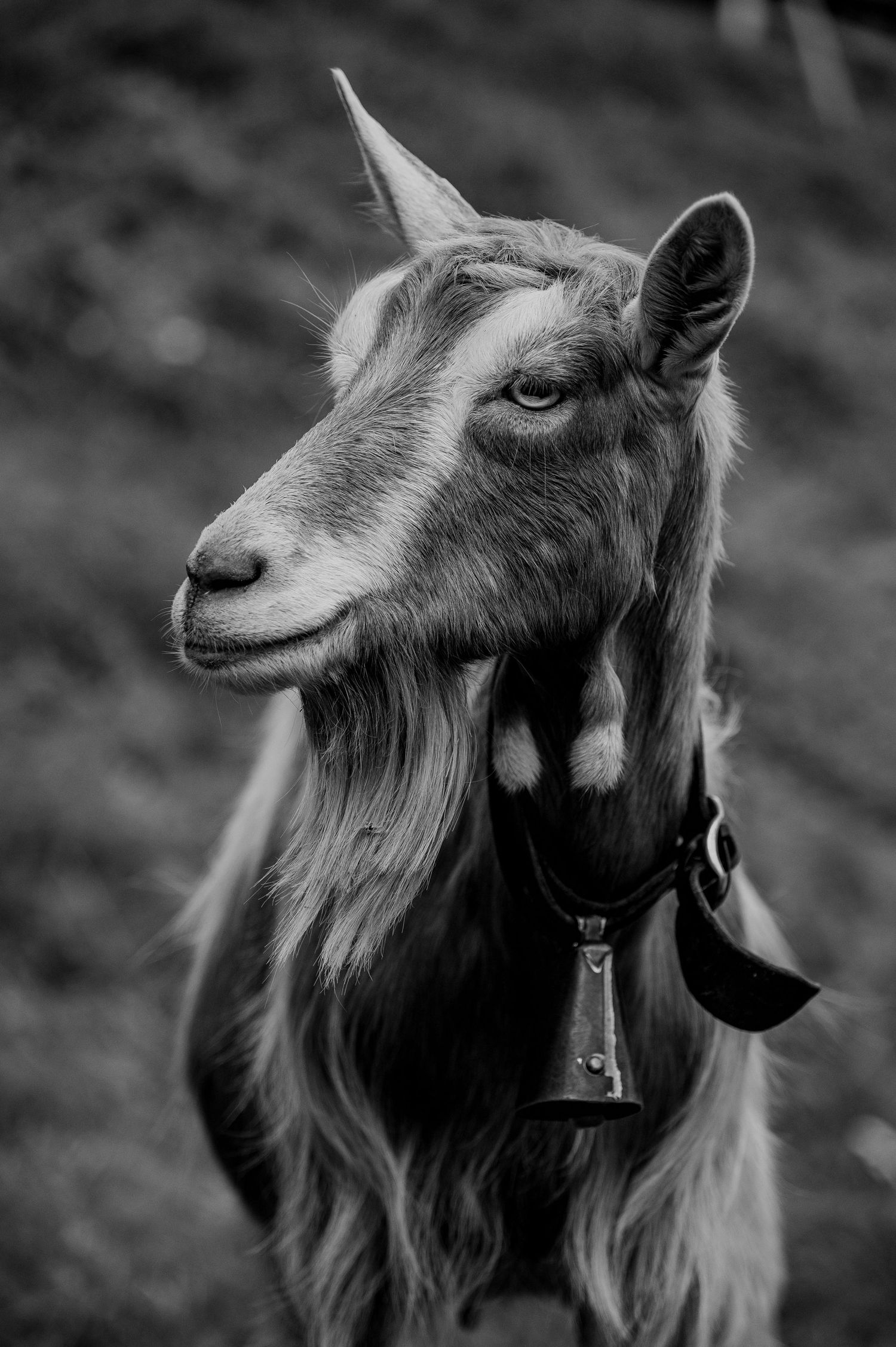 Ziege, Natur, Bauern, Stall, Gitzi, kleine Ziege, Fotografie, Ziegenliebe, Alp, Sennen, Landwirtschaft, Schweizer Bauer, Toggenburgerziege