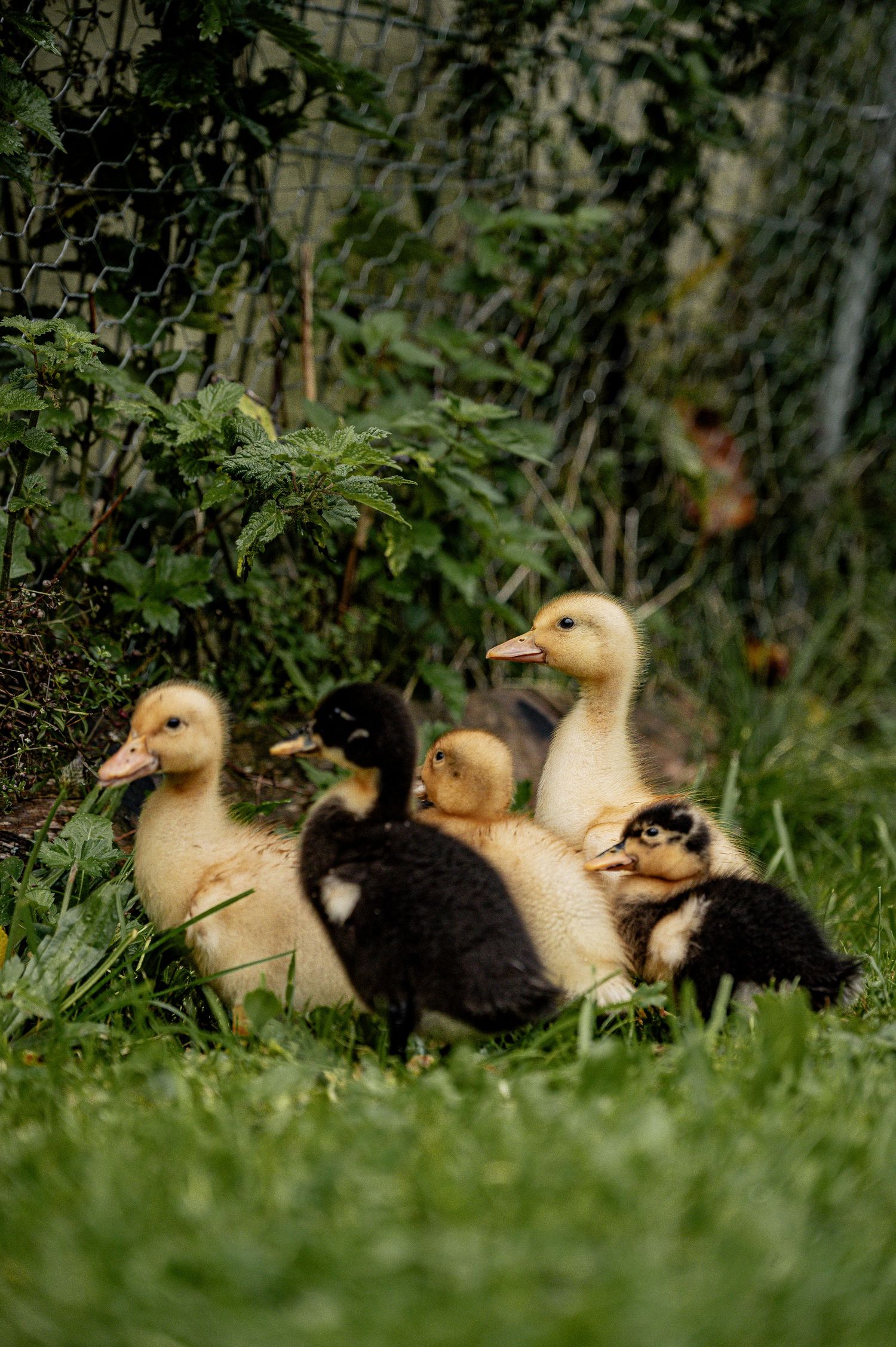 Jaun, Ivanas Fotowelt, Kamera, Berge, Schweizer Bauern, Sommer, Gipfel, Alpen, Bauernhof, Enten, Gastlosen, Jaun, Ivana Buchs
