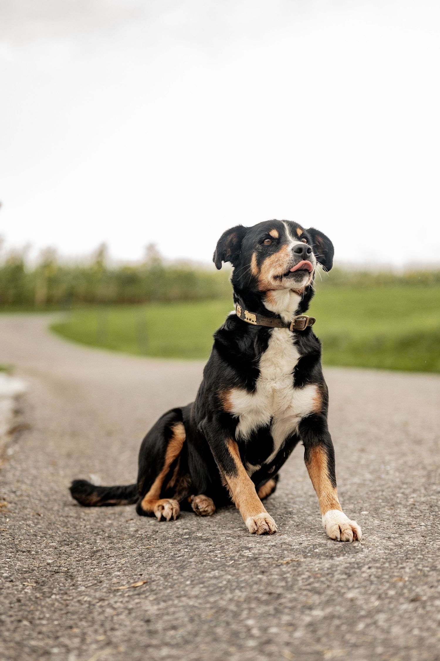 Urchig, Paarshooting, Familienfoto, Liebe, Hund, Shooting, Fotoshooting, Familieshooting, Hochzeitsfotograf, Fotografin, Natur, Appenzell