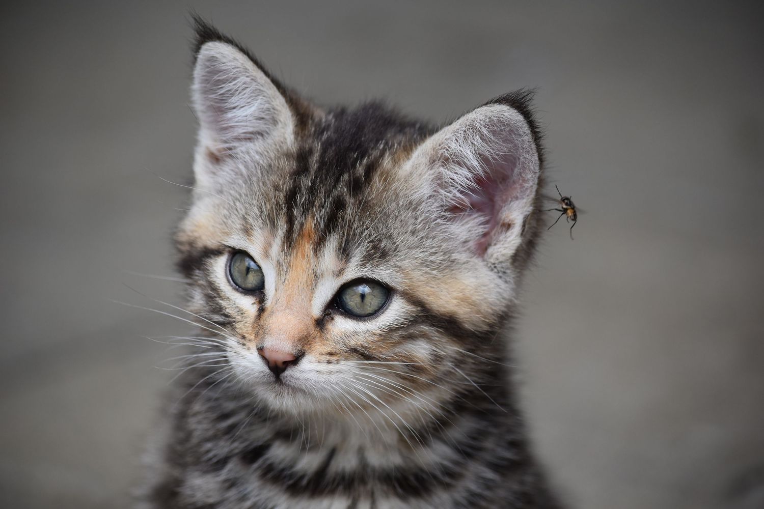 Katze, Katzenliebe, Krokus, Frühling, Natur, Tierfotografie, Tiere, Natur, Bauer, Landwirtschaft, Schweizerbauer, Katzenliebe, Katzenfoto