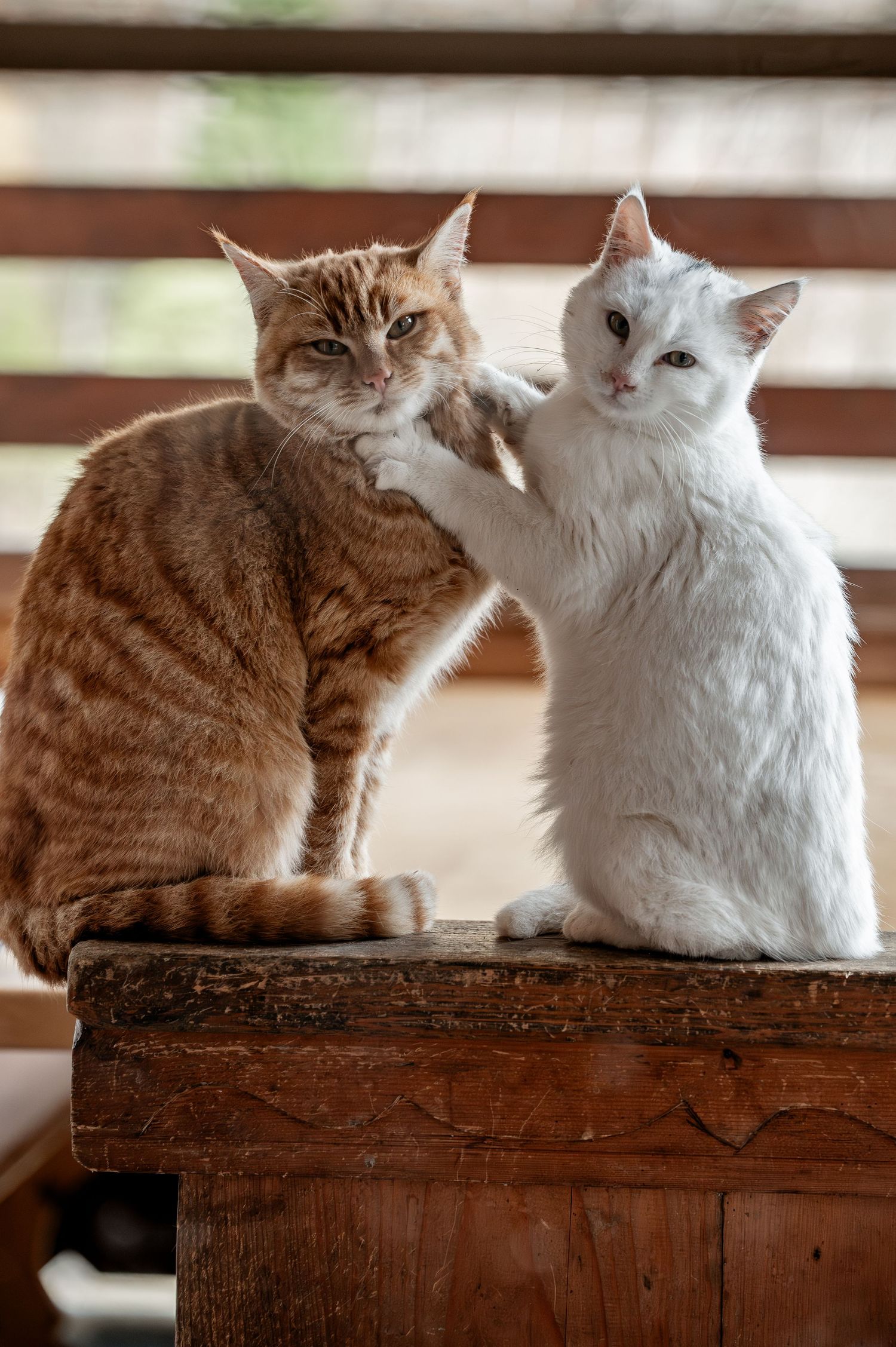 Katze,, Krokus, Frühling, Natur, Tierfotografie, Tiere, Natur, Bauer, Landwirtschaft, Schweizerbauer, Katzenliebe, Katzenfoto, katzenliebe