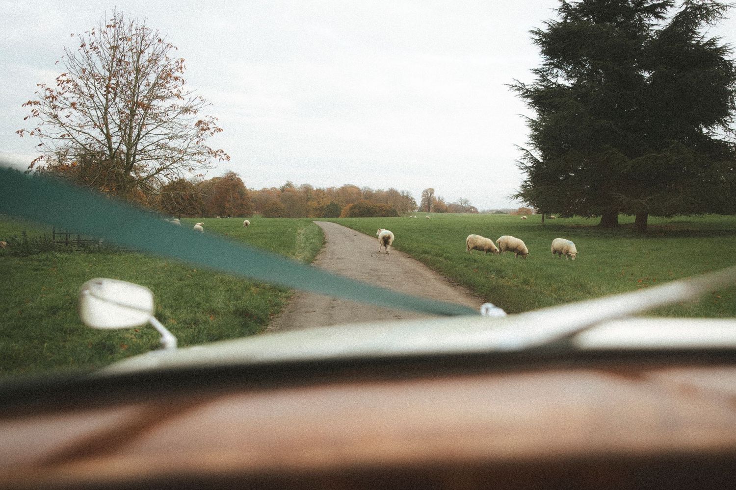 View from a vintage car window of sheep grazing on green fields along a winding country road lined with trees.