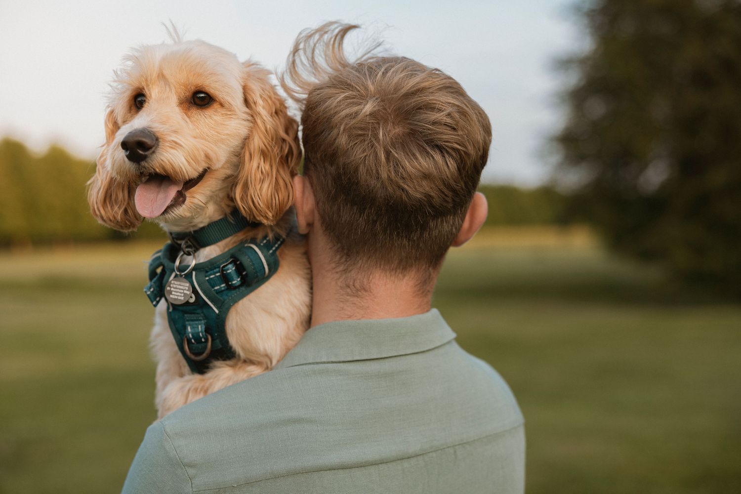 A man holds a happy golden Cocker Spaniel dog wearing a teal harness outdoors in a green park setting.