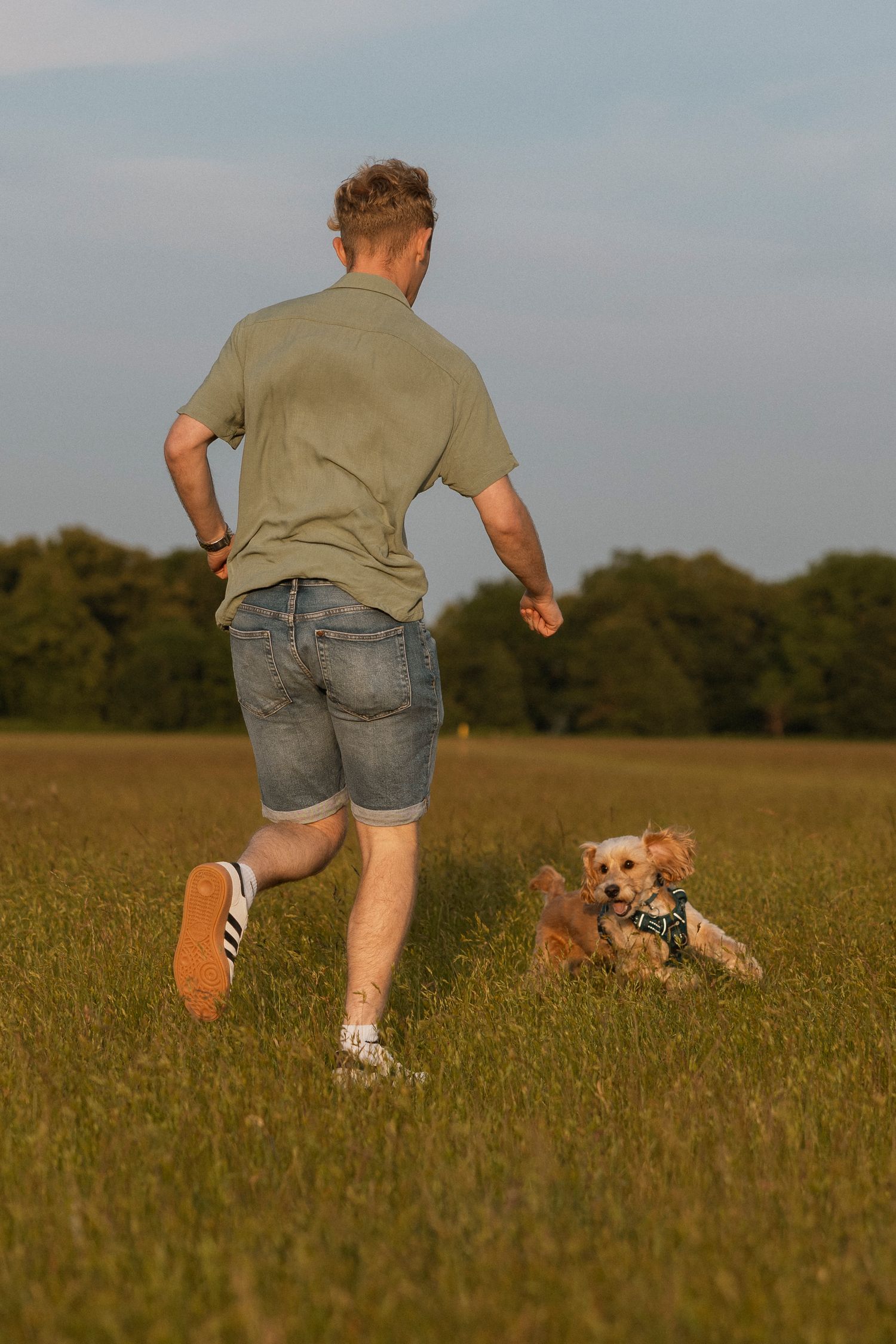 A man in a green shirt and denim shorts runs with a golden Cocker Spaniel in a grassy field.