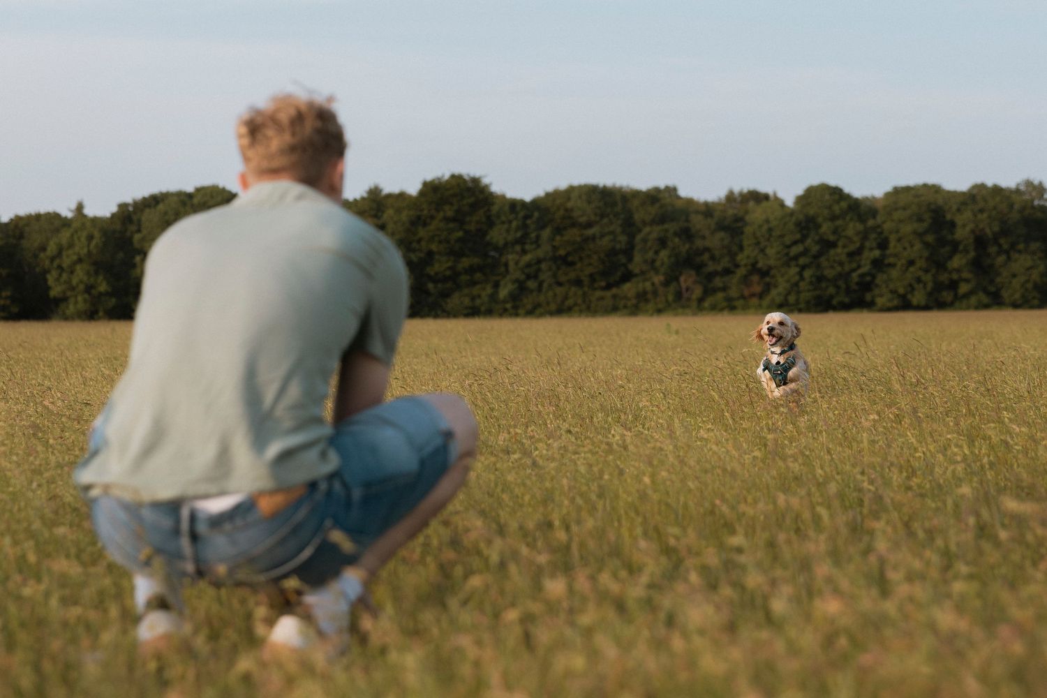 Man crouching in green field as spotted dog runs toward him on sunny day with trees in background.
