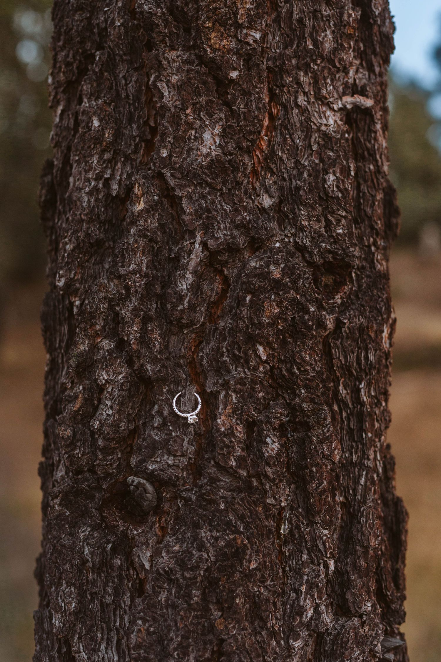 Diamond ring hanging on the bark of a tree