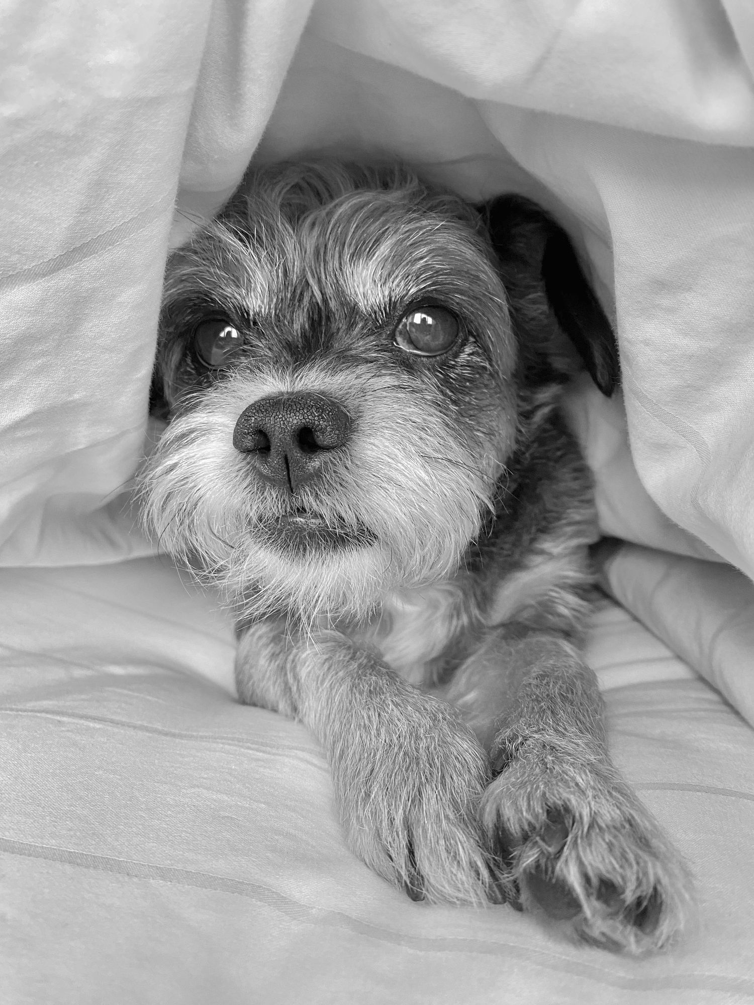 A small grey dog with scruffy fur peeks out from white bedding in black and white photos.