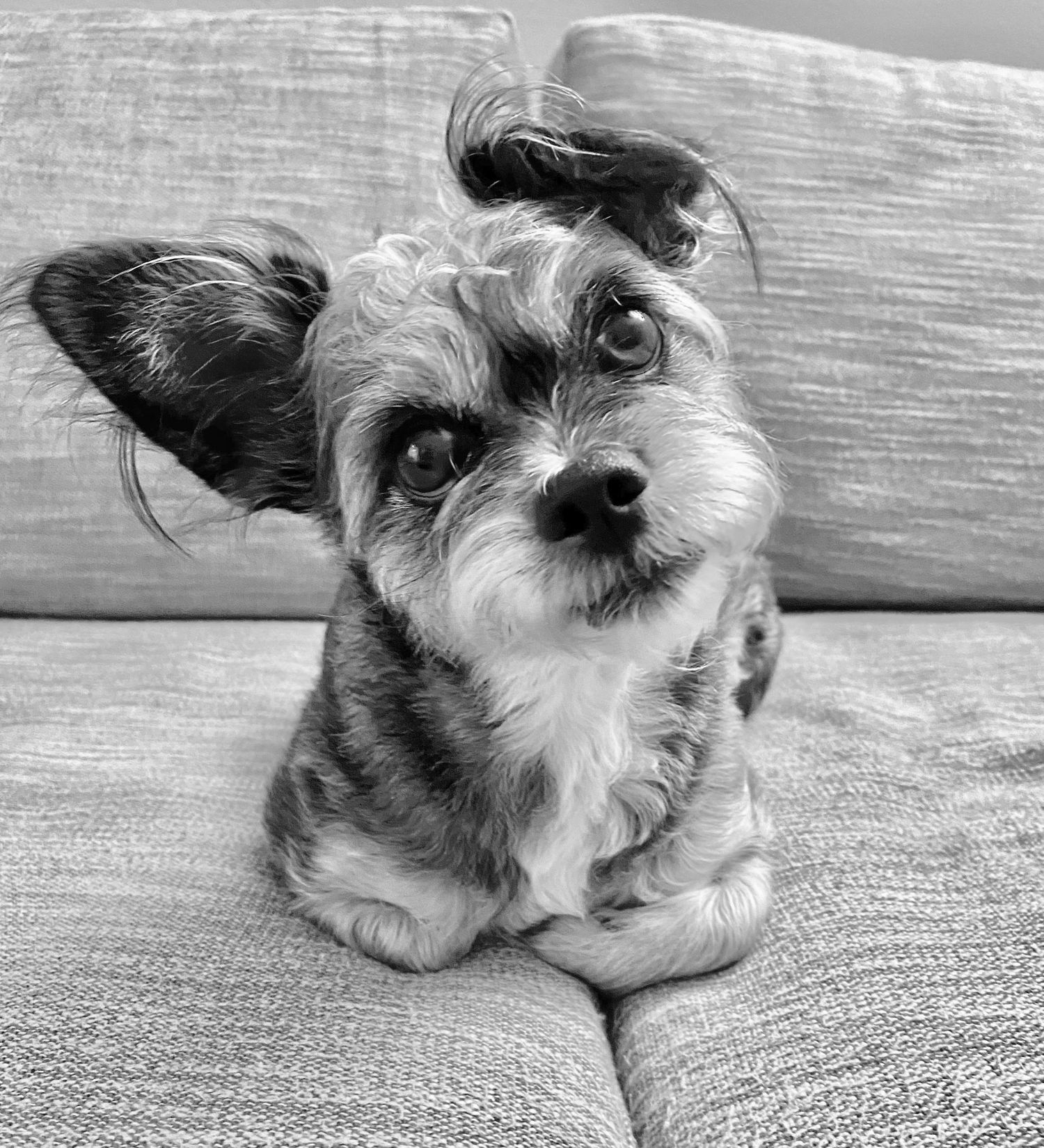A small terrier mix dog with perked ears poses on a couch in black and white photography.