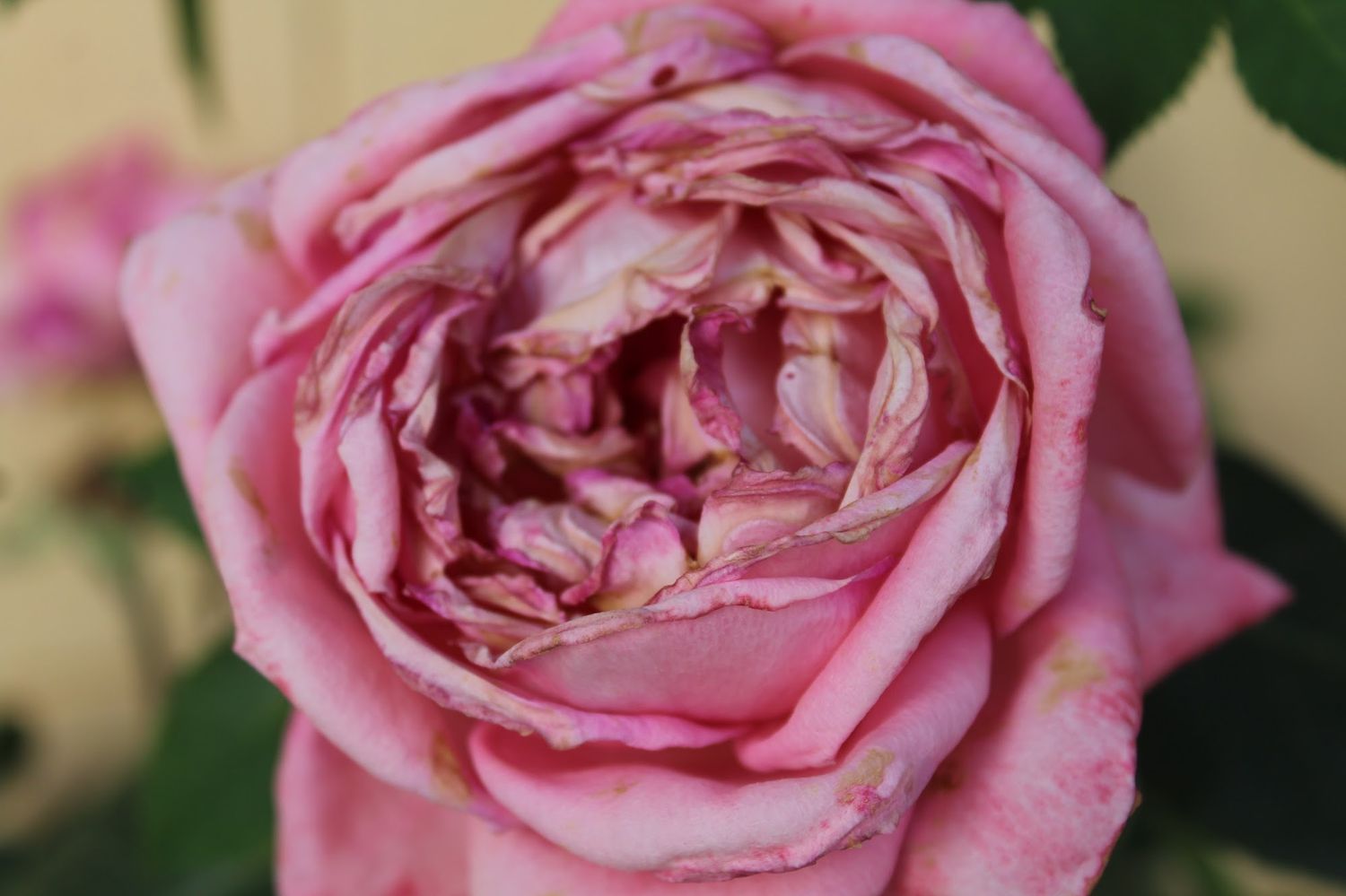 A beautiful pink flower in Italy.