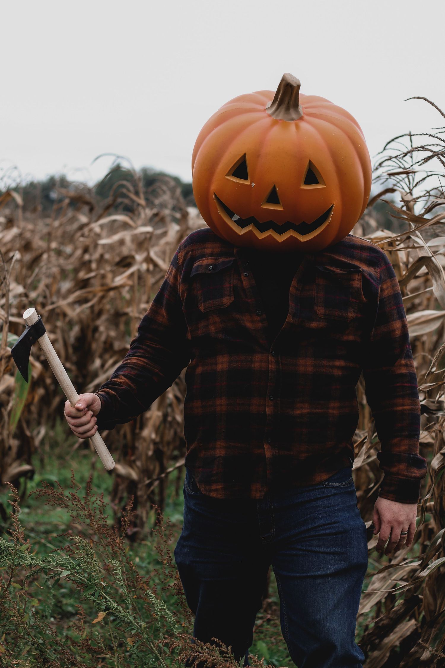 Person wearing plaid flannel shirt and jeans holds carved pumpkin in autumn cornfield setting.