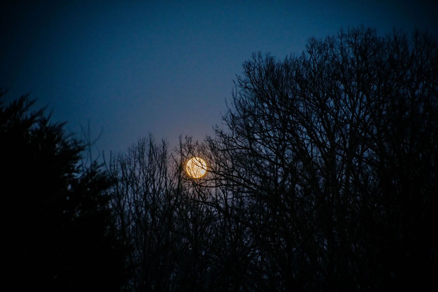 Full moon glowing brightly in dark blue night sky through silhouetted bare tree branches.