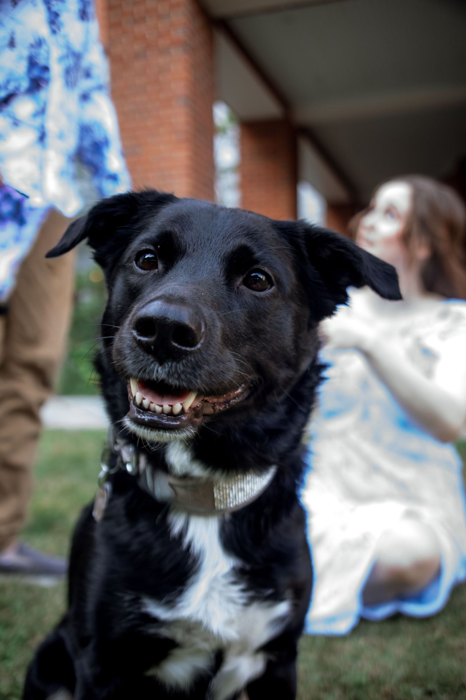 Close-up series of a happy black and white dog showing different playful expressions and smiles.