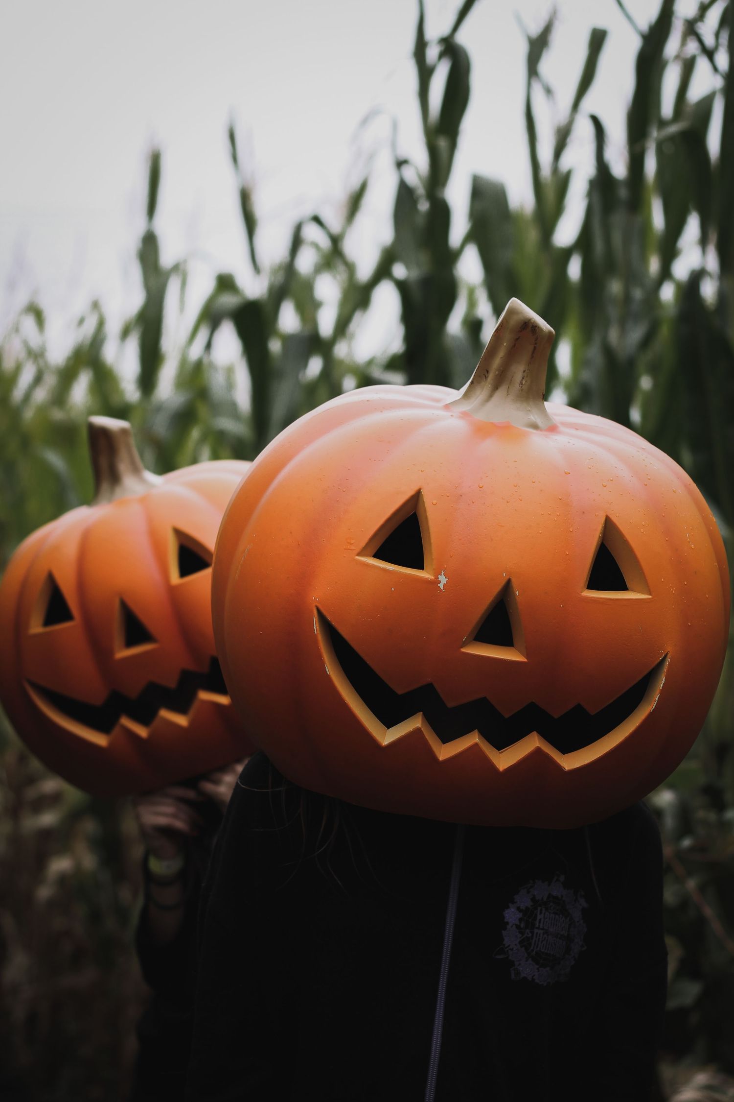 Row of carved Halloween jack o'lanterns lit up against dark cornfield background.