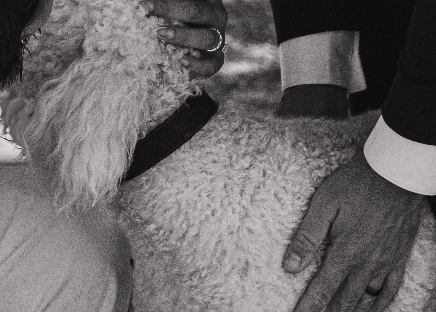 Close-up shots of a fluffy white dog's fur being petted.