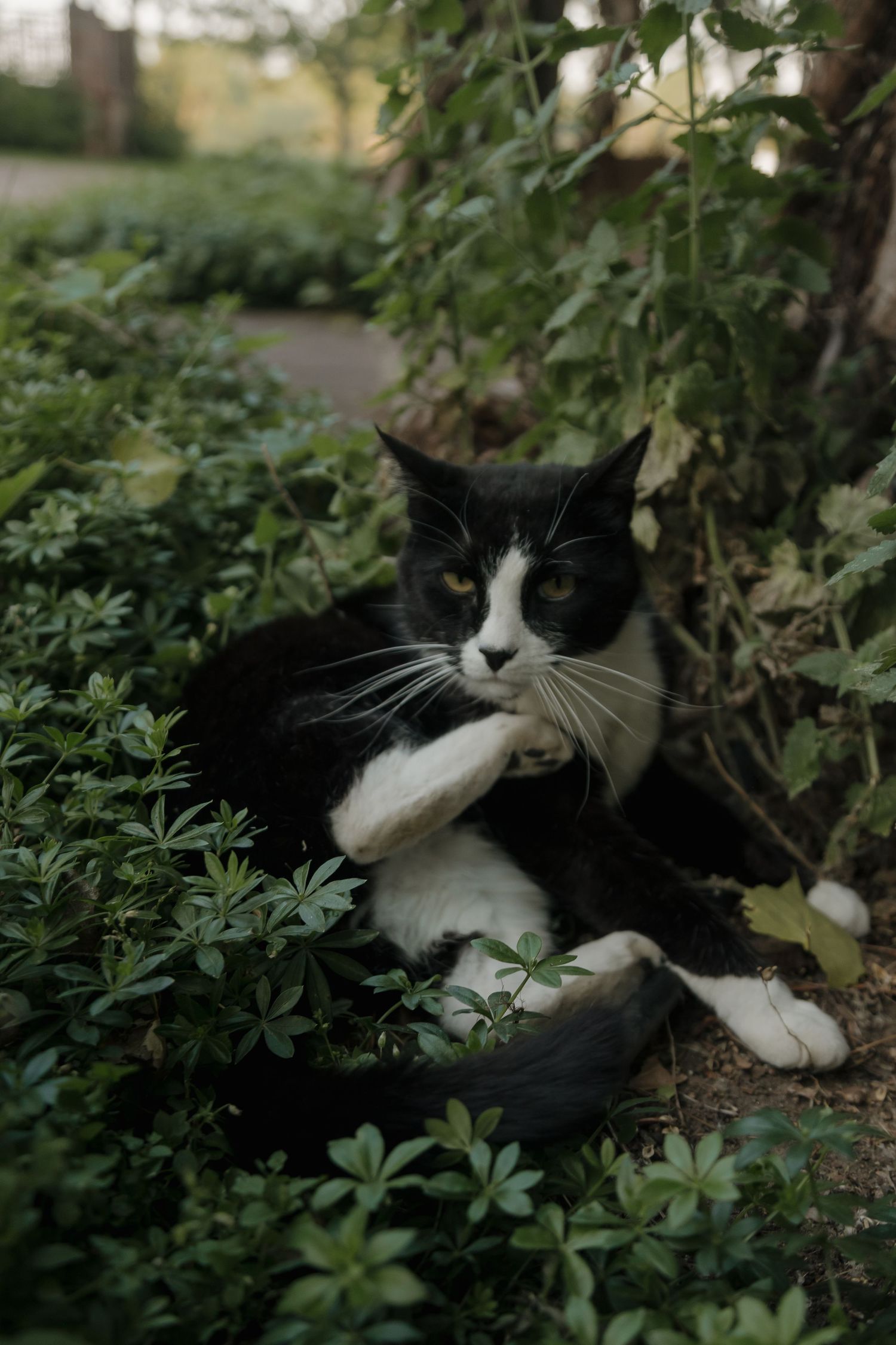 Black and white tuxedo cat resting among dense green garden foliage with white paws visible.