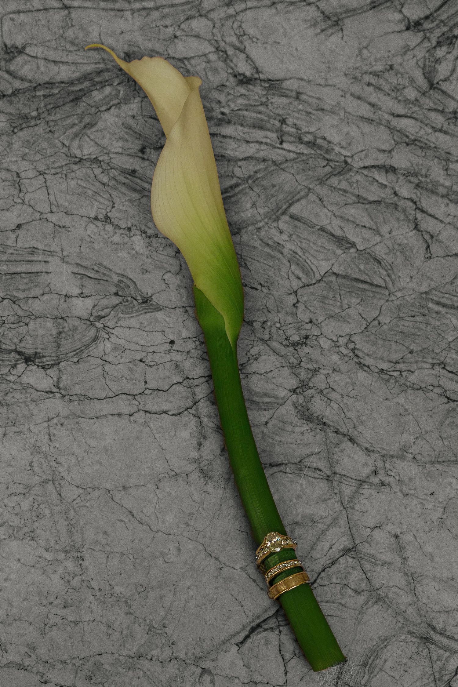 A white calla lily with rings wrapped around its stem against a marble background.