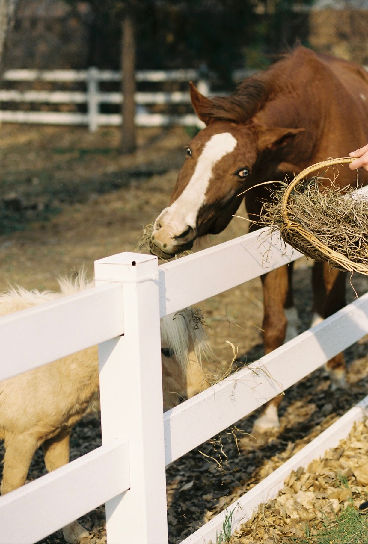 Chestnut horse with white blaze eats hay from a basket over a white wooden fence on a sunny day.