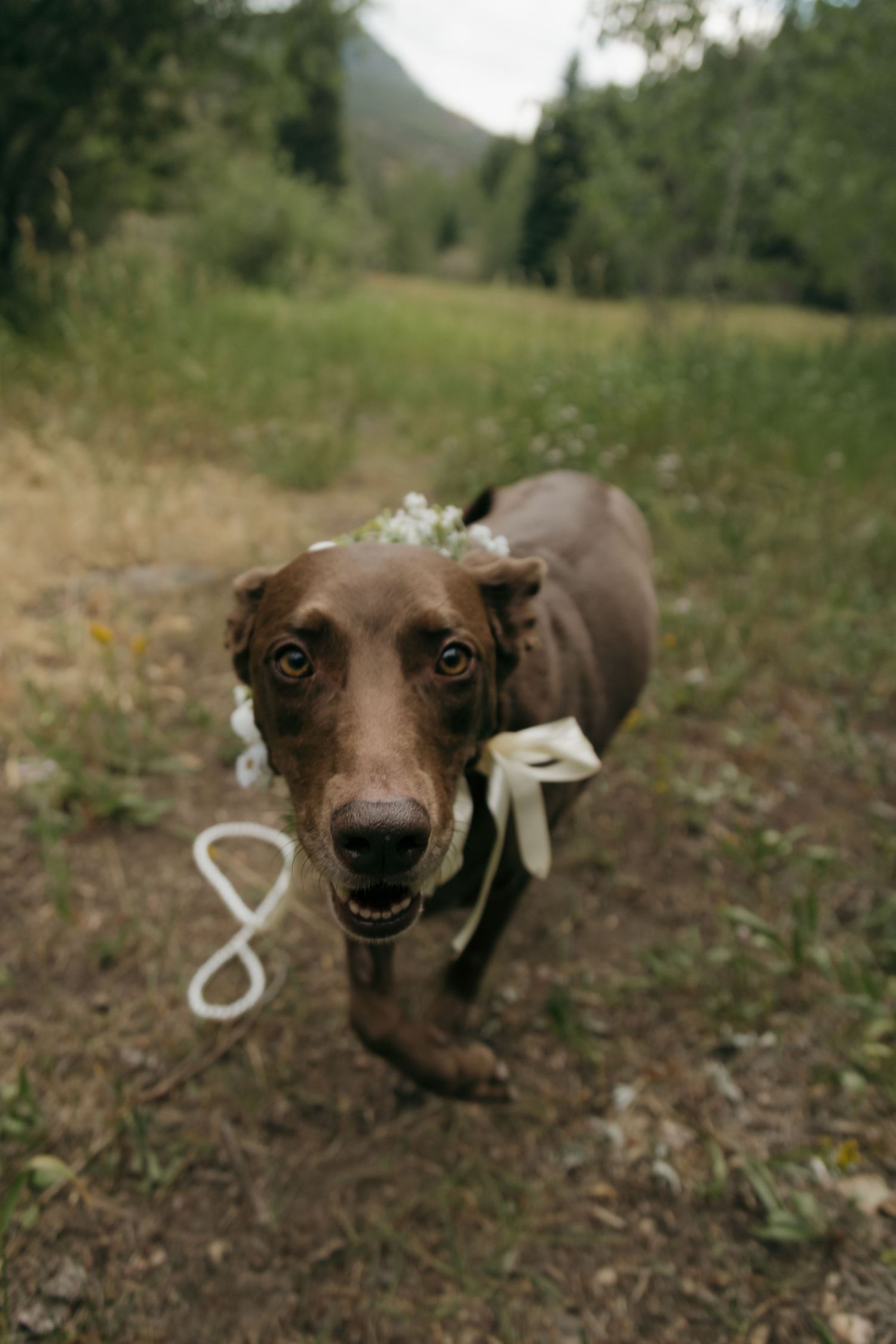A brown dog wearing a floral crown and white ribbon bow poses outdoors on a dirt path surrounded by greenery.