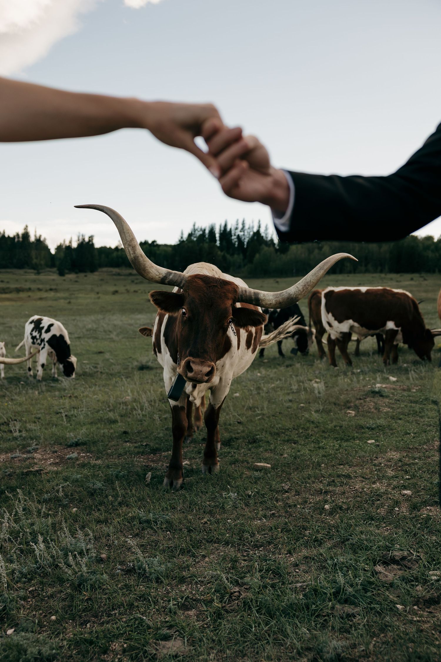 Two people holding hands over a Texas Longhorn cow grazing in a green field with a herd in the background.