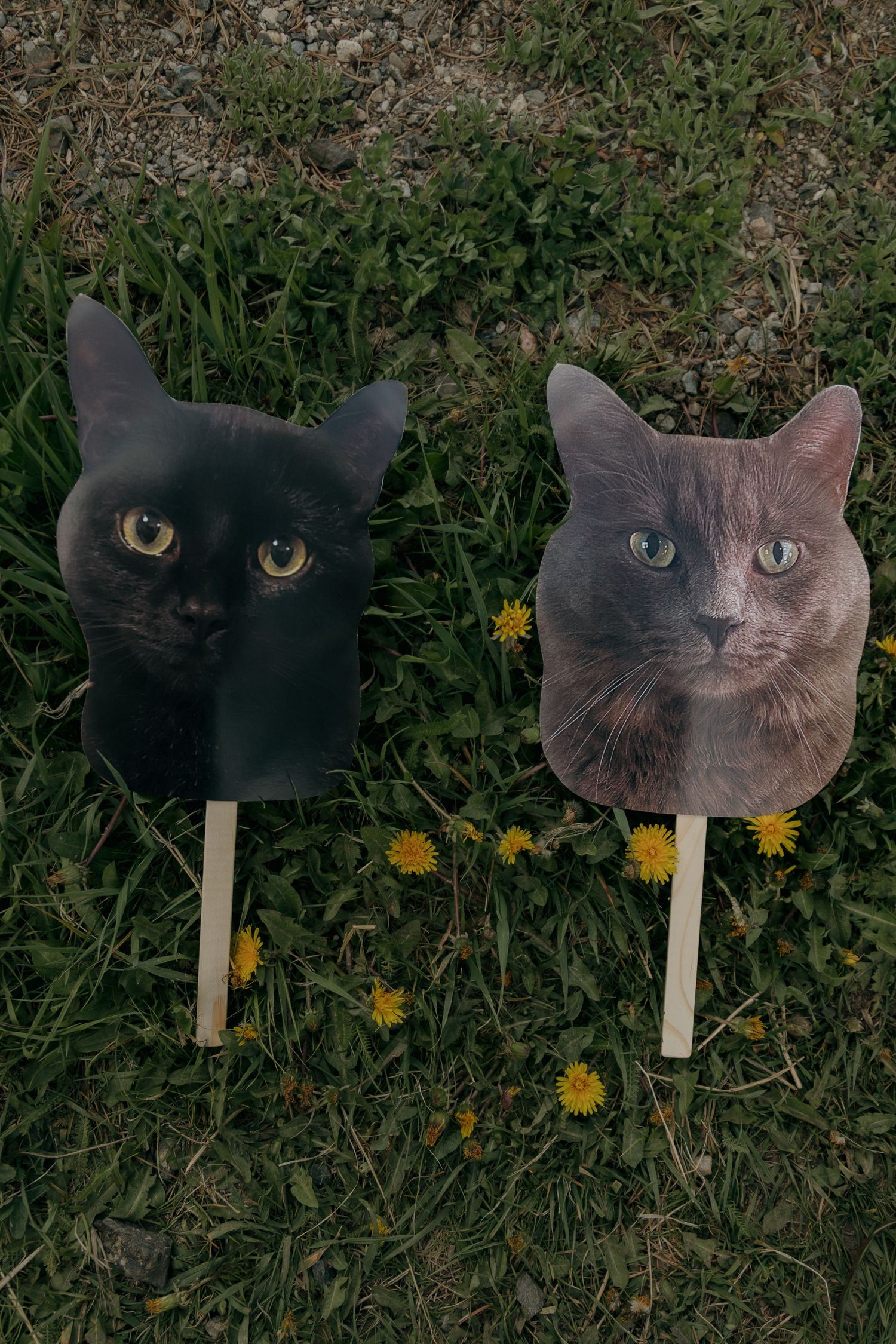 Two cat face cutouts on sticks placed in green grass with yellow dandelions, featuring a black and a gray cat.