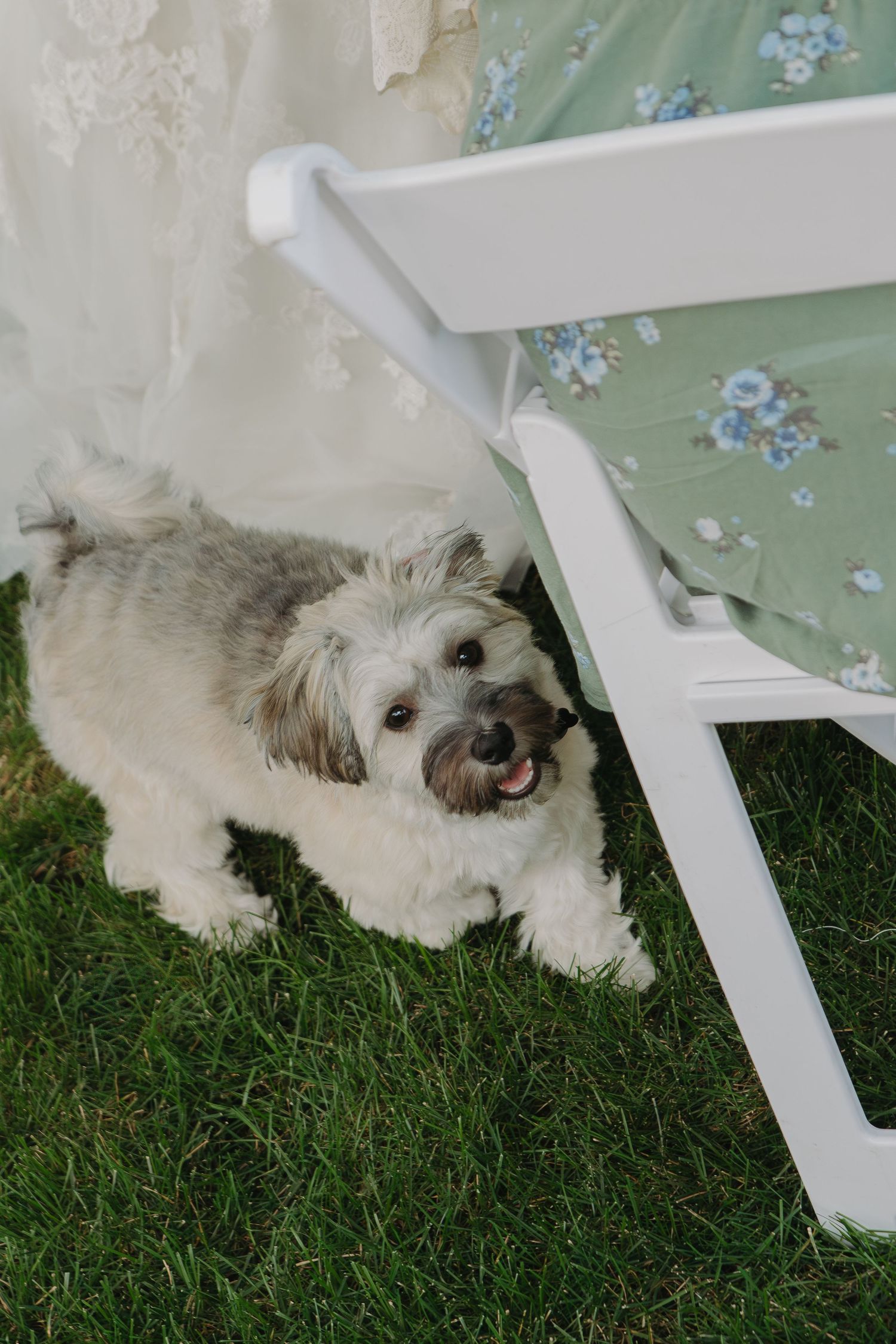 A fluffy white dog lies in the grass next to a white piece of outdoor furniture.