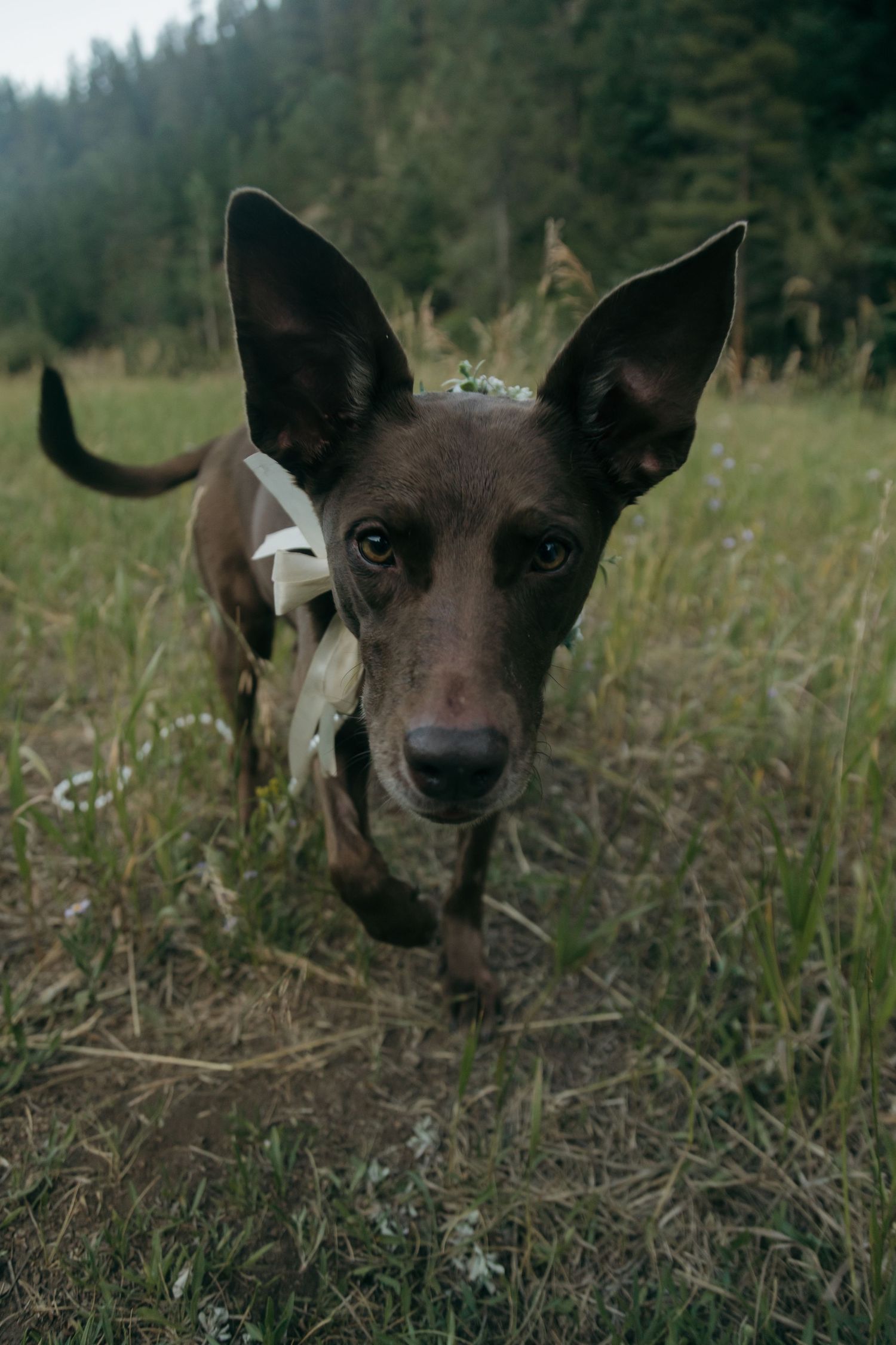 Adorable brown dog with large ears wearing floral crown and ribbon outdoors at a wedding.