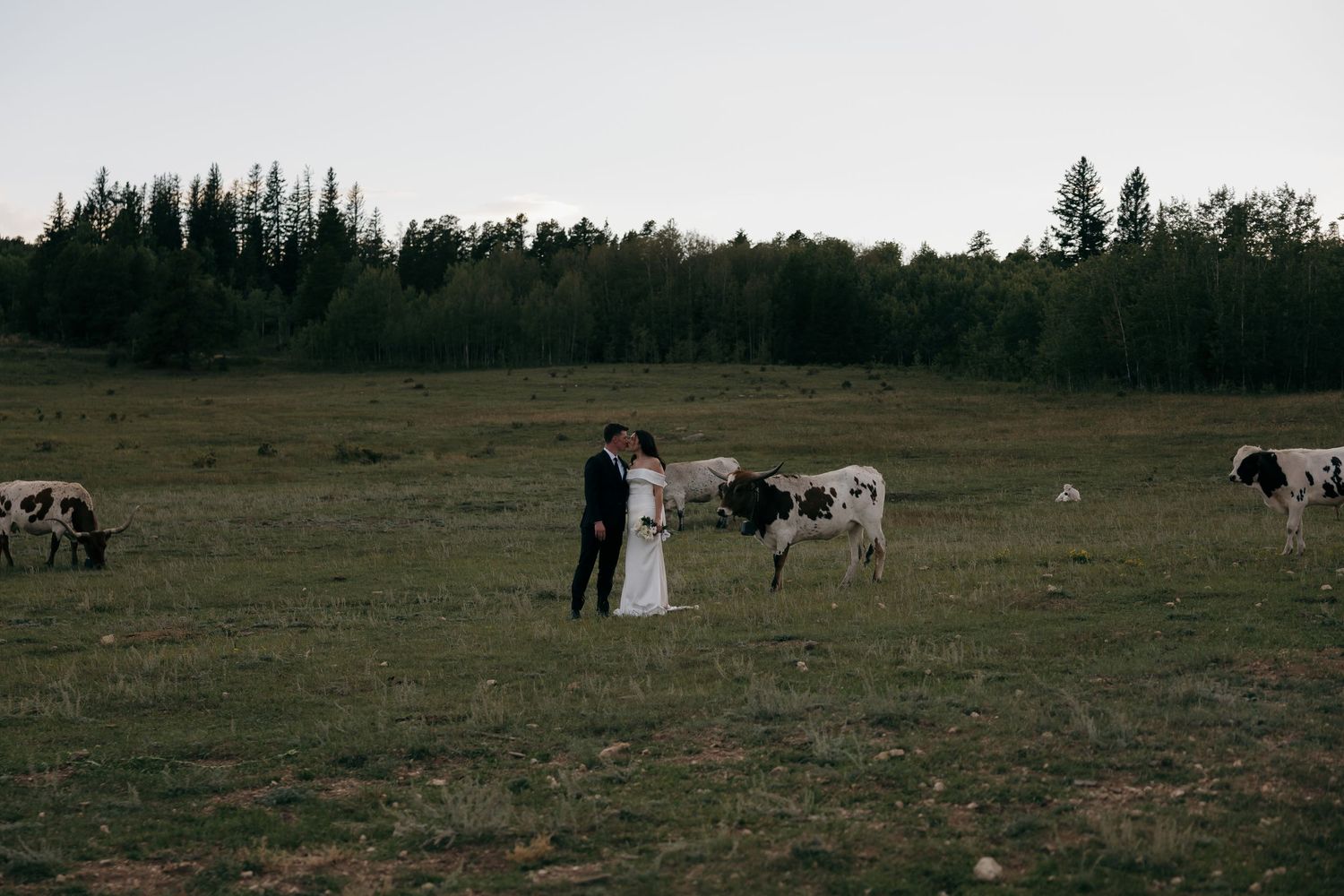 Bride and groom standing together in a pastoral field with grazing black and white cows at dusk.