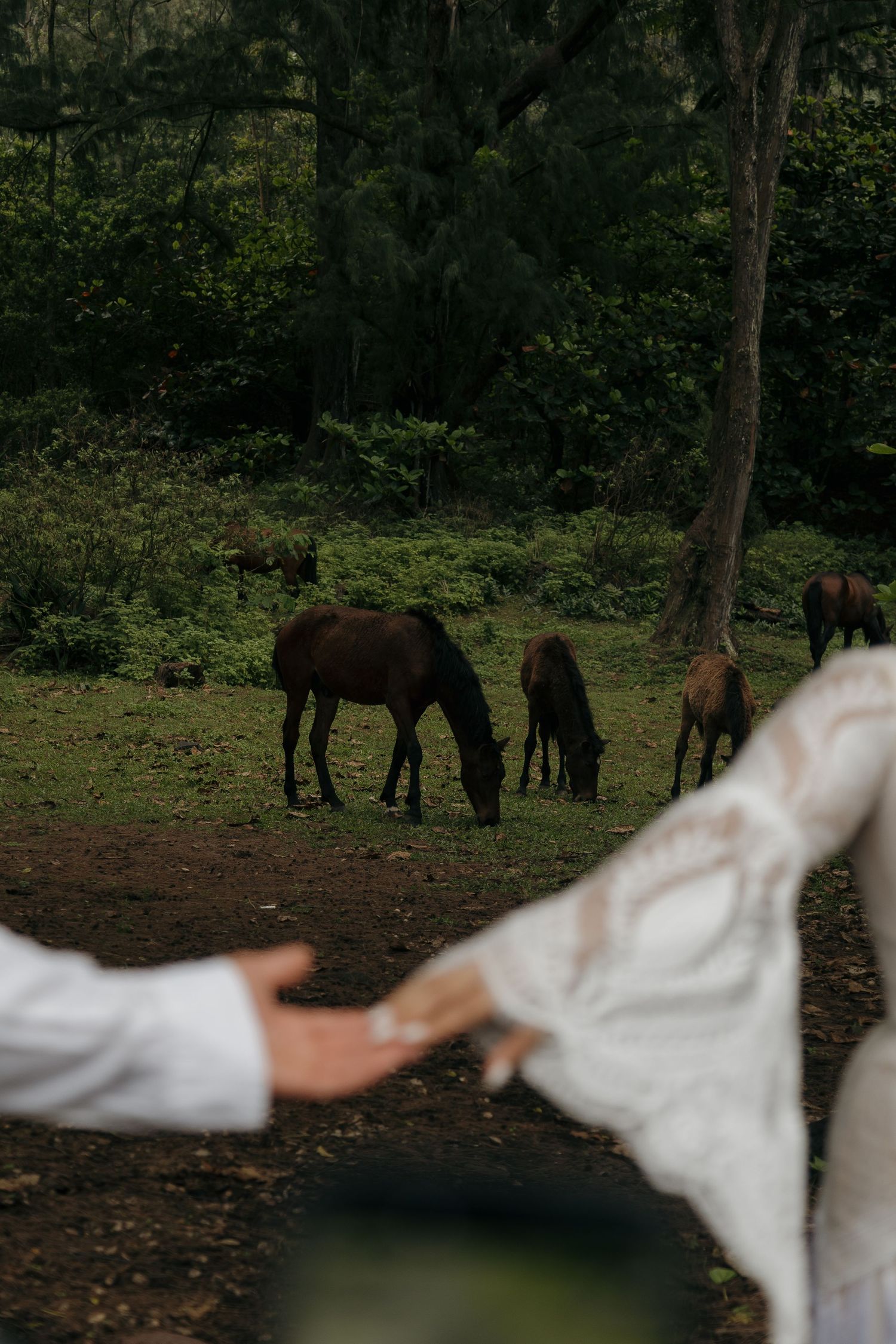 Couple holding hands with horses grazing in lush green forest background at outdoor wedding.