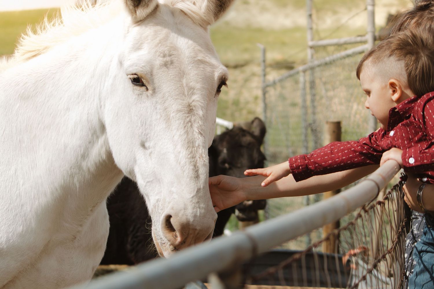 Children reaching out to pet a white horse through a metal fence.