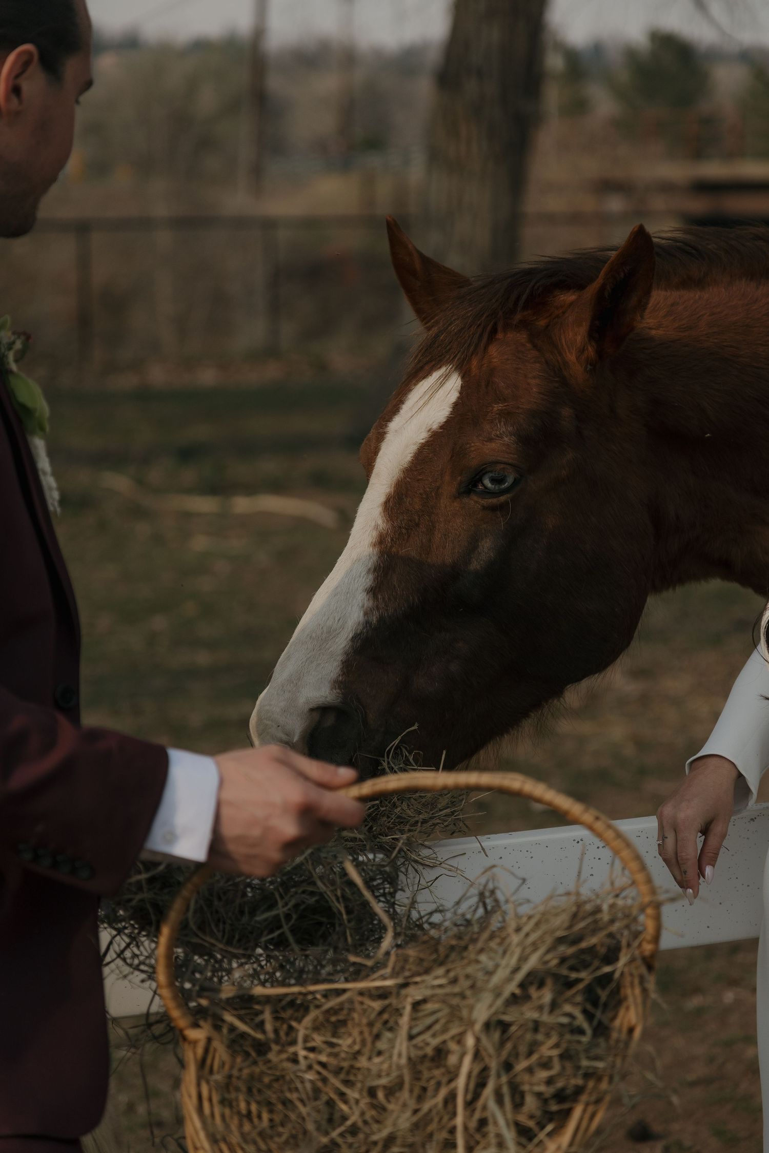 Bride and groom feeding a chestnut horse hay from a wicker basket at a rustic farm wedding venue.