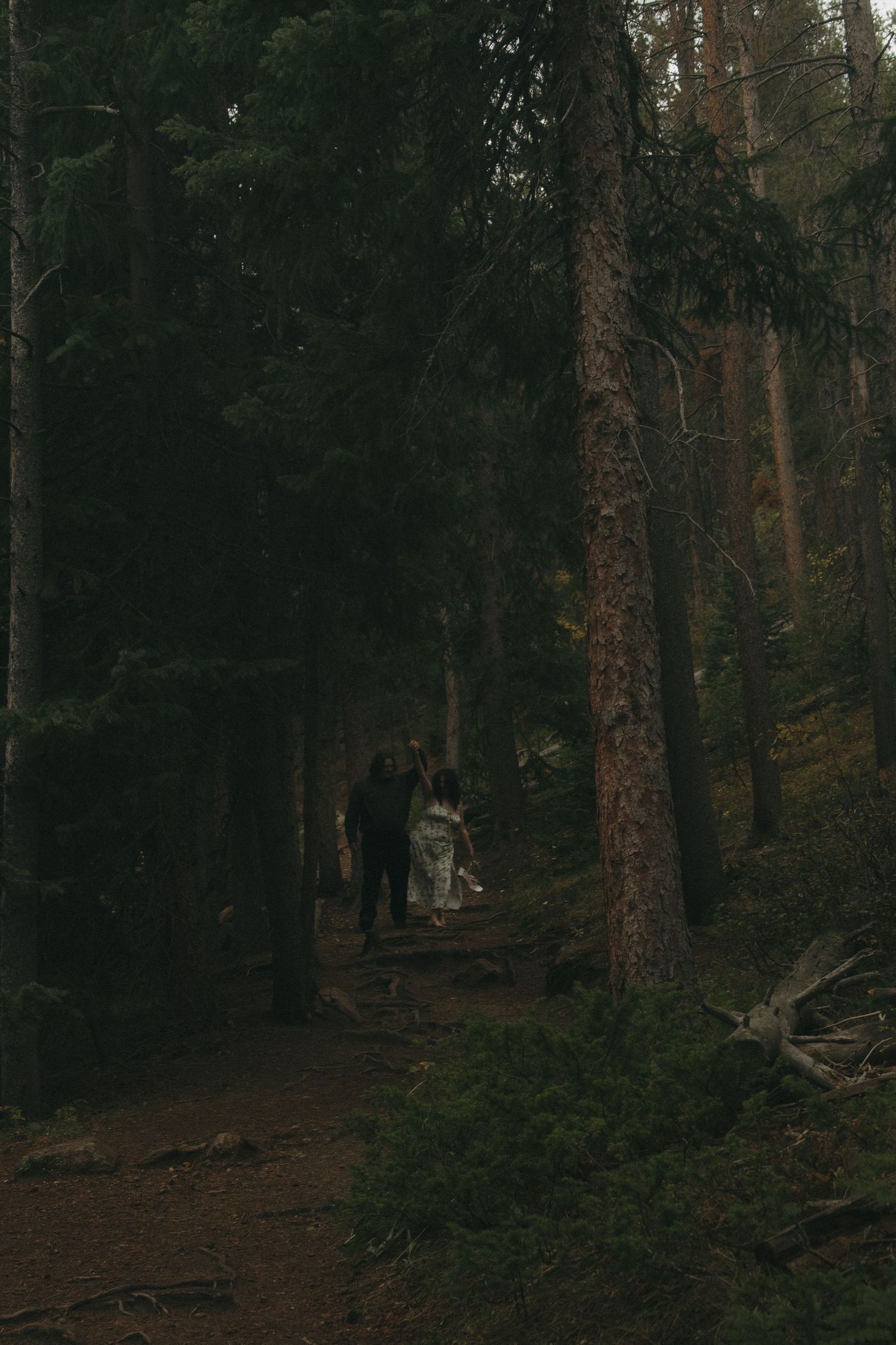 Dark moody forest path winding through tall pine trees in an atmospheric woodland setting.