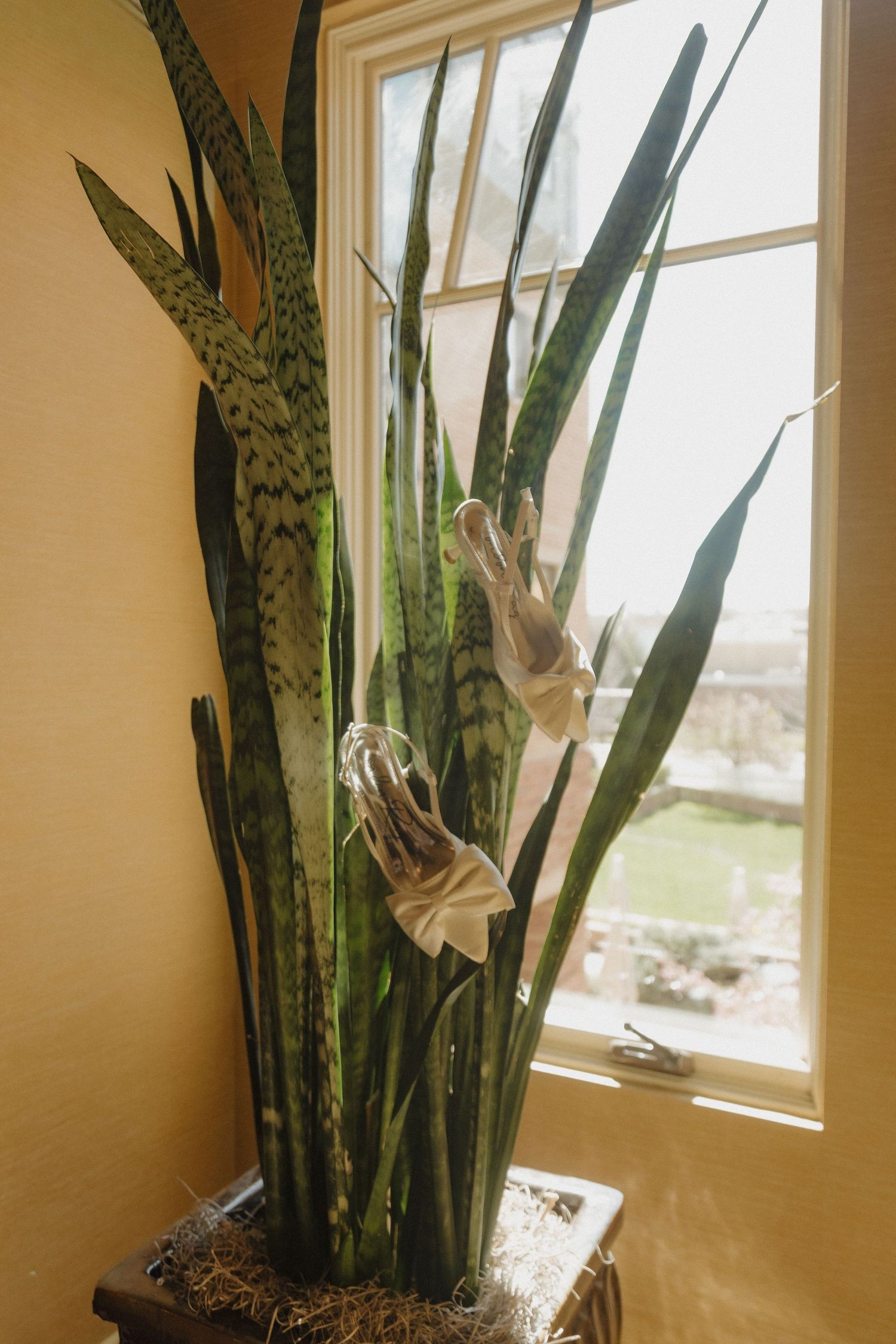 Snake plant decorated with white ribbon bows sits in a corner by a bright window in a warm yellow room.