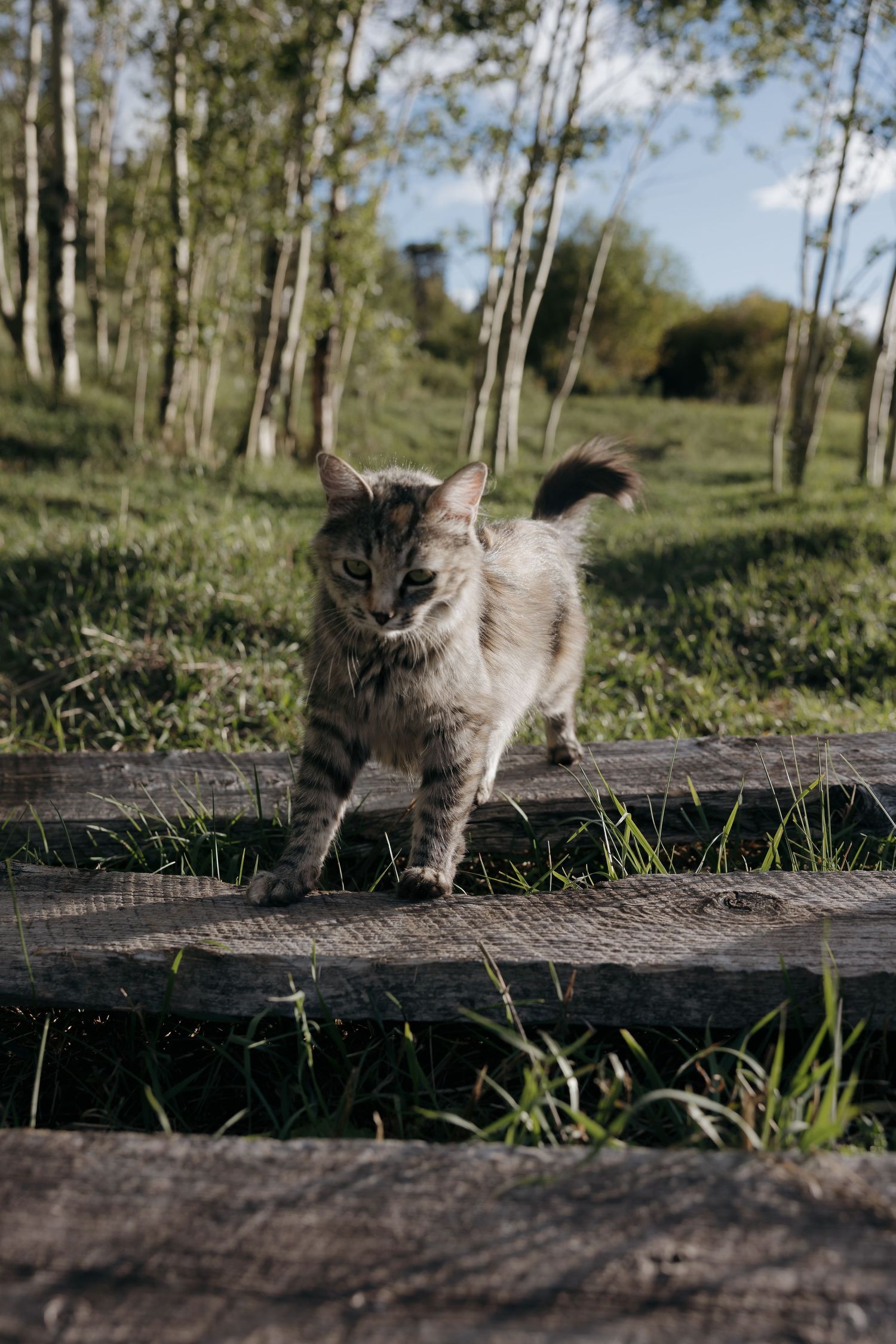 Fluffy tabby cat walking on rustic wooden steps surrounded by green grass and birch trees.