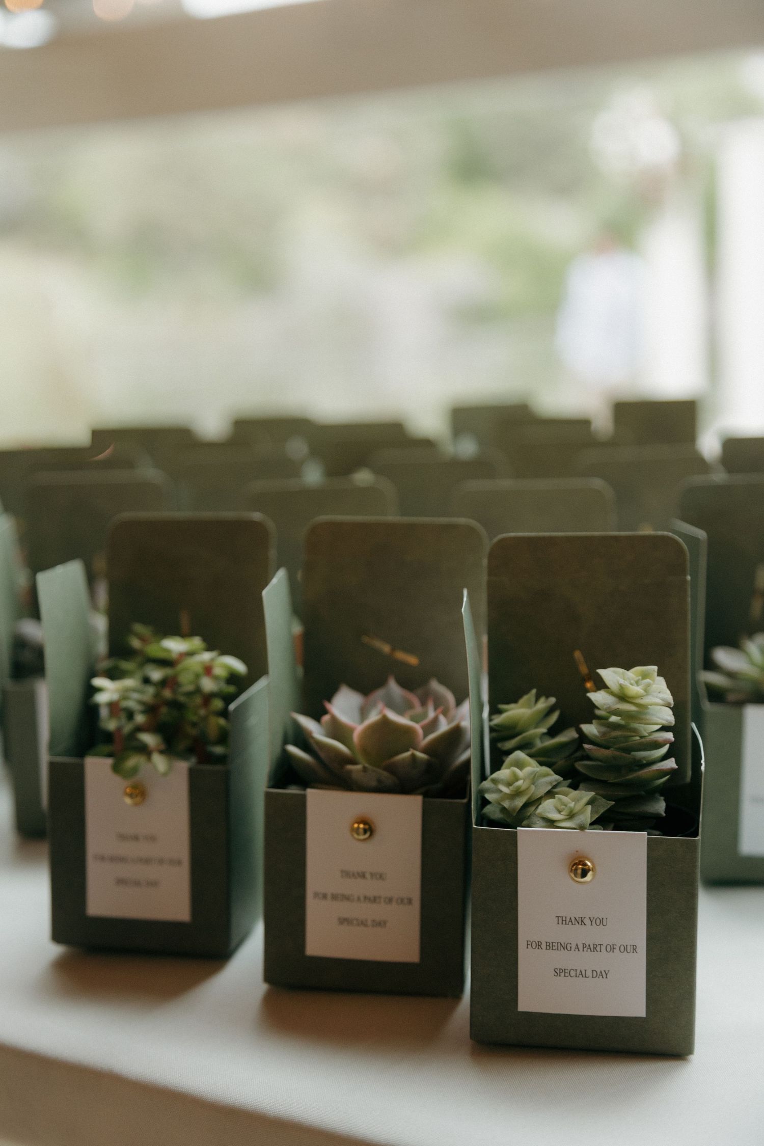Green boxed succulent wedding favors with thank you tags arranged on a white table.