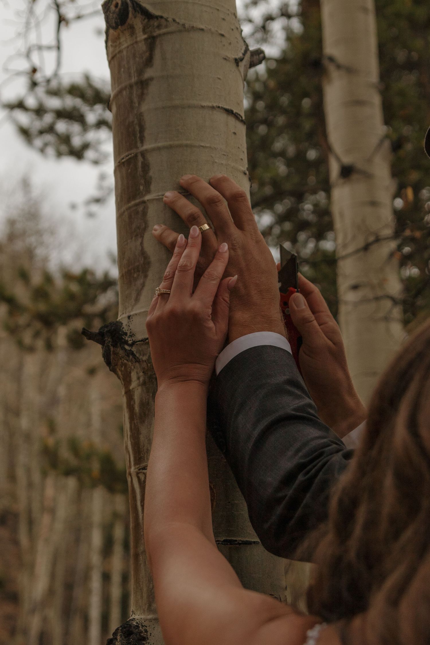 Multiple hands reach out to touch the smooth bark of an aspen tree in nature.