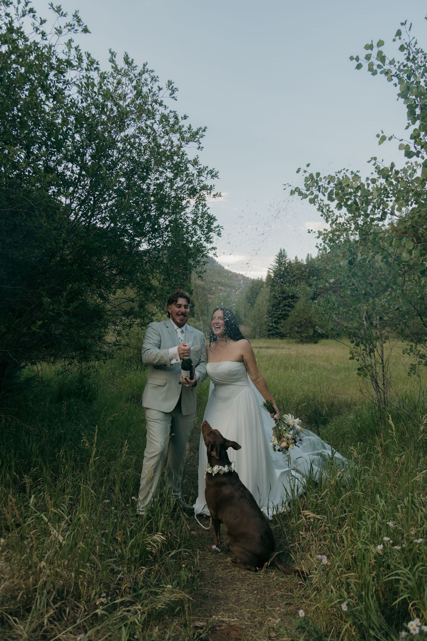 Newlyweds pop champagne bottle in a green meadow as their chocolate Labrador dog watches excitedly.