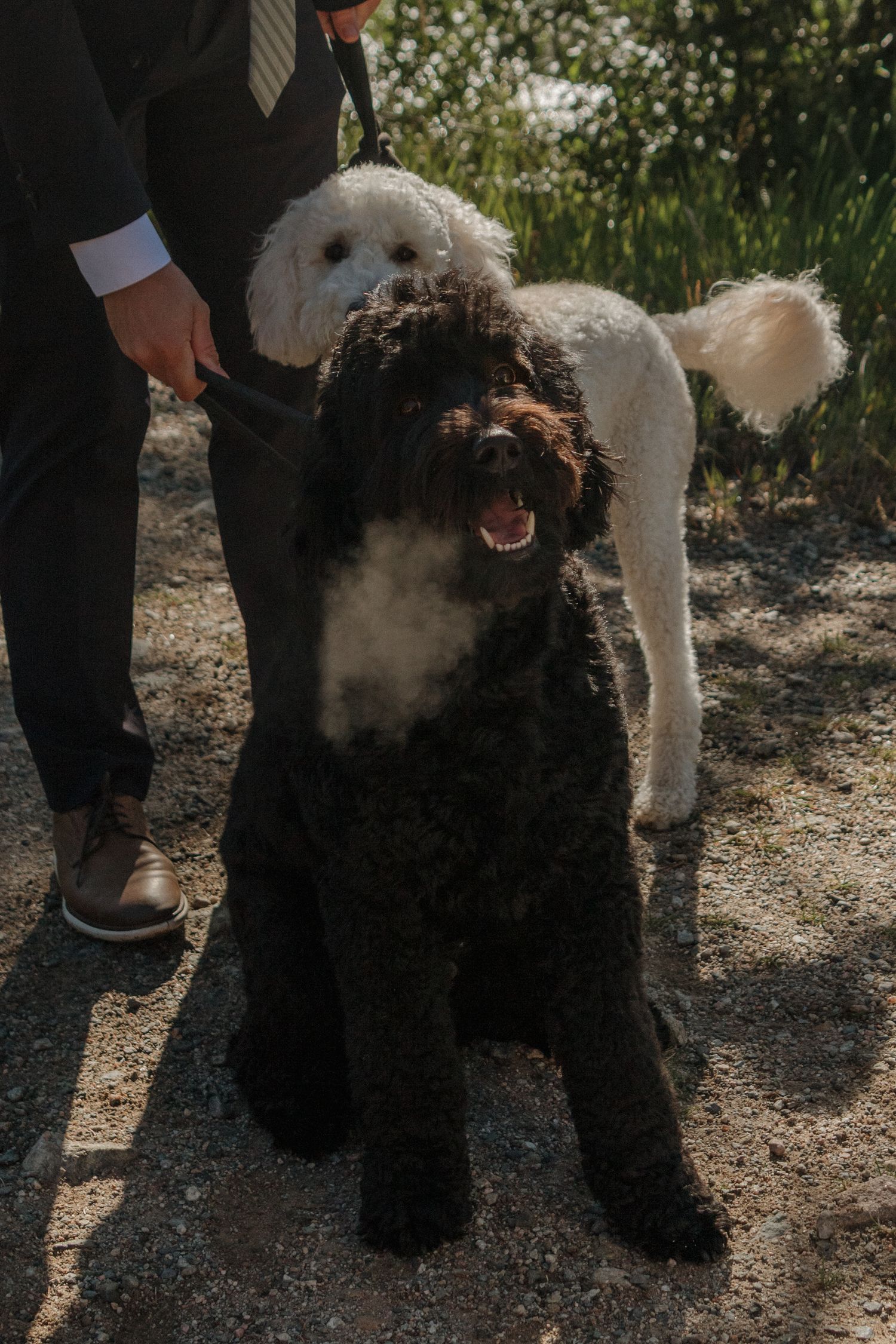 Two dogs, one black and one white, interacting playfully during a wedding photoshoot.