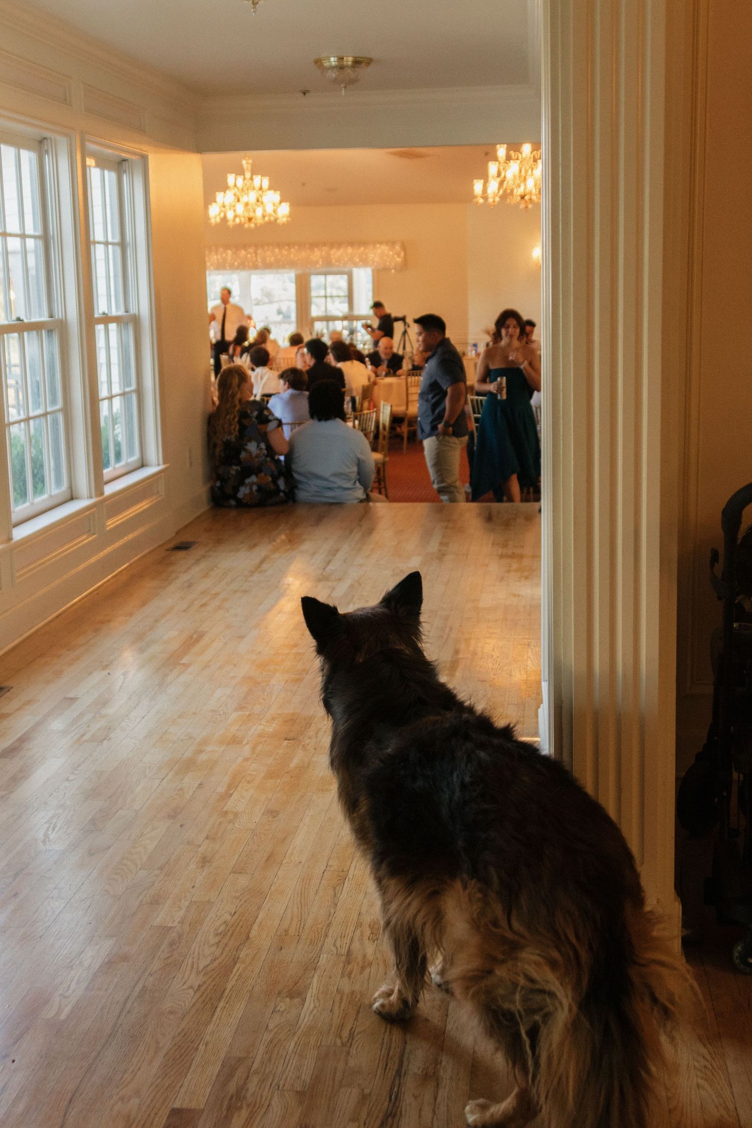 Large black dog watching wedding reception from wooden floor in elegant ballroom with chandeliers.