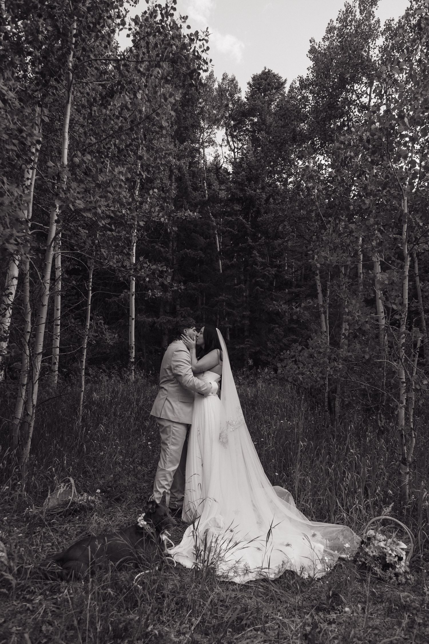 Black and white photo of bride and groom kissing among aspen trees, brides cathedral veil trailing on ground.