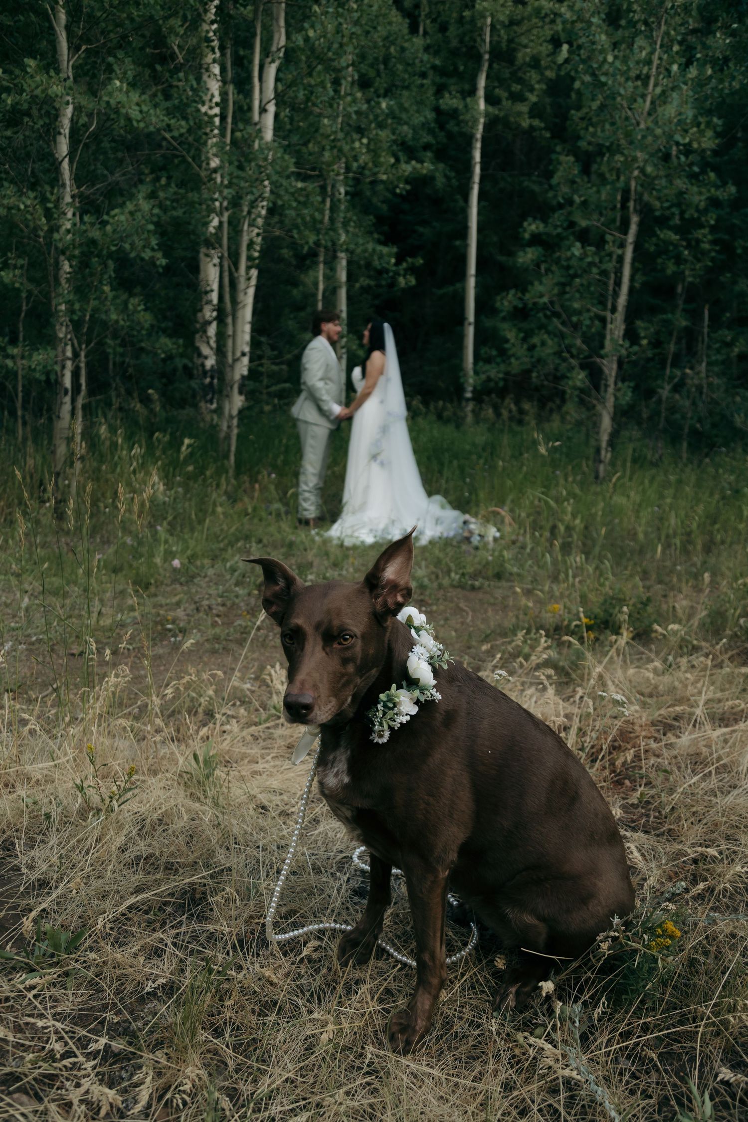 A chocolate brown dog wearing a floral collar sits in the foreground while a bride and groom share a moment in a forest.