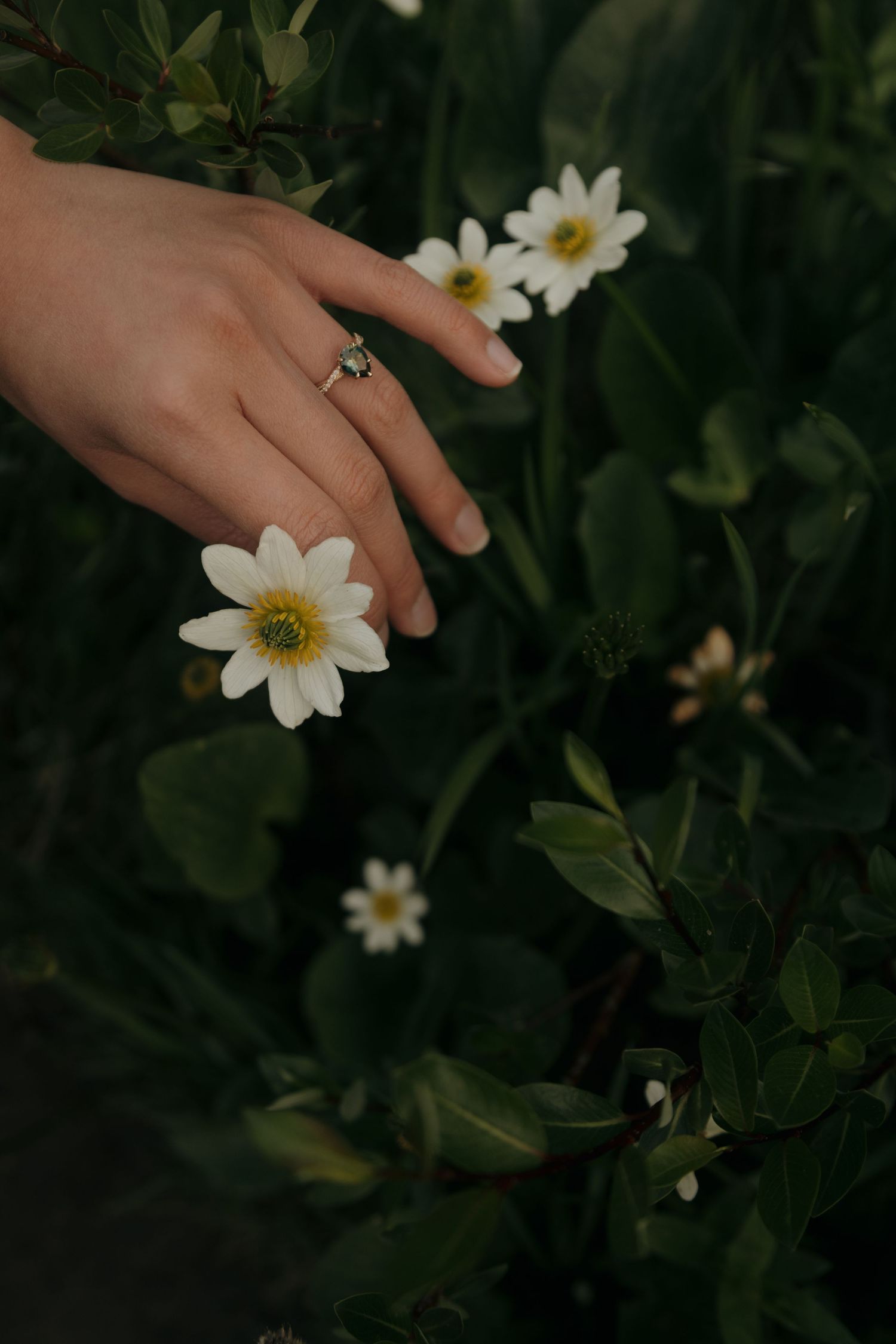 A hand with a ring gently touching white daisy flowers among lush green leaves.