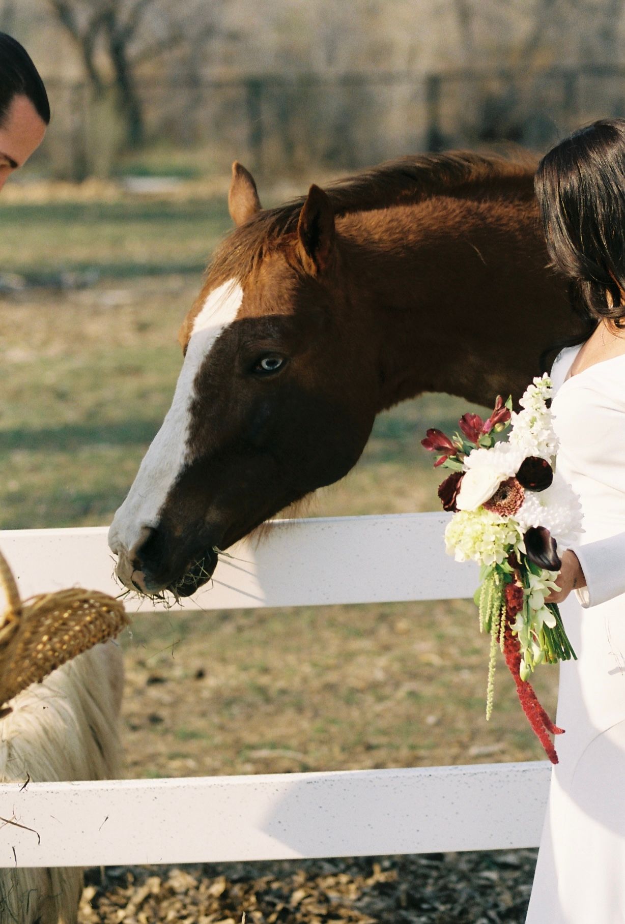 Bride holding bouquet while brown and white horse reaches over white fence toward basket.