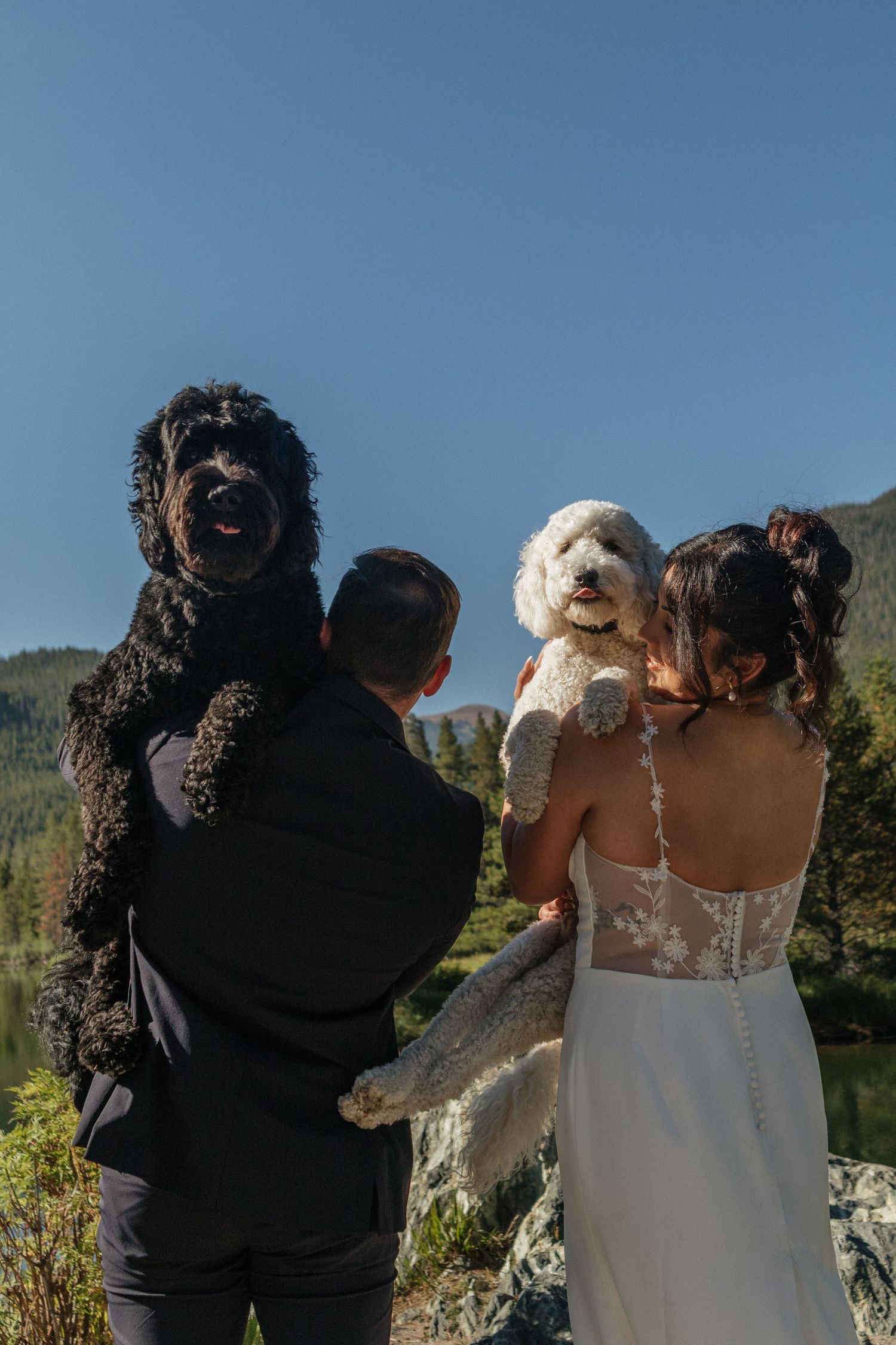 Wedding party and dogs pose together on rocky mountain overlook.